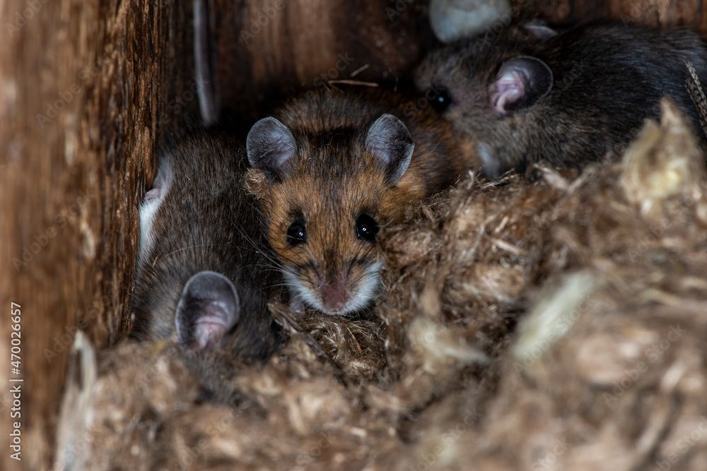 Quatre petites souris brunes dans un nid de tissu duveteux, regardant dehors avec leurs yeux noirs.