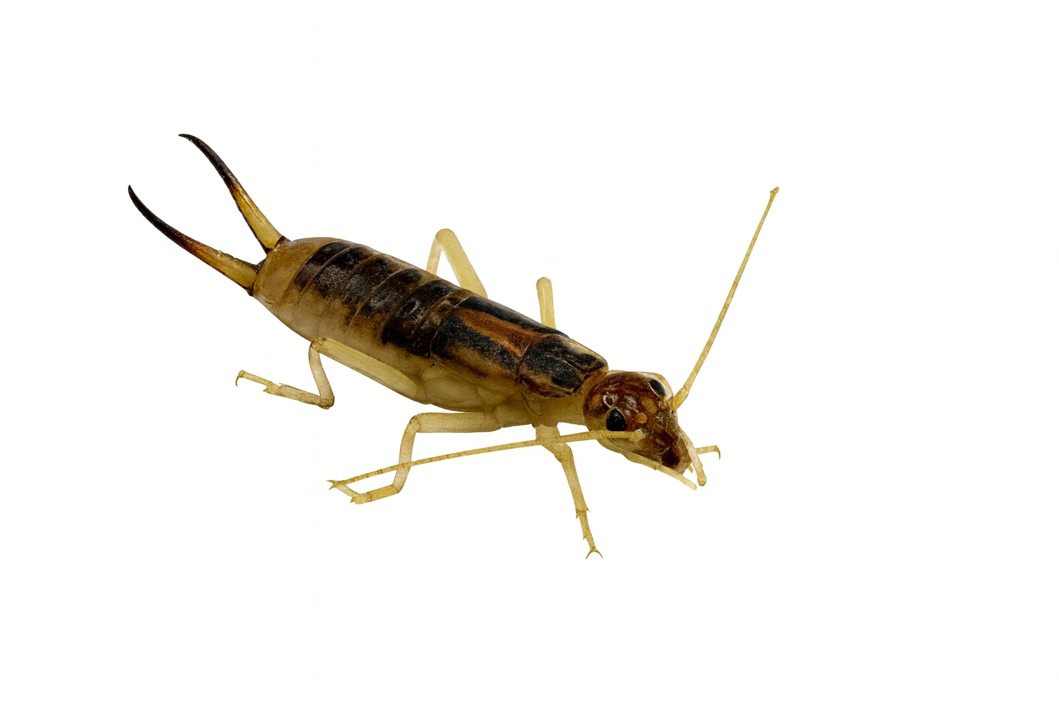 Insecte perce-oreille brun avec des appendices en forme de pinces, des antennes et des pattes fines sur fond blanc.