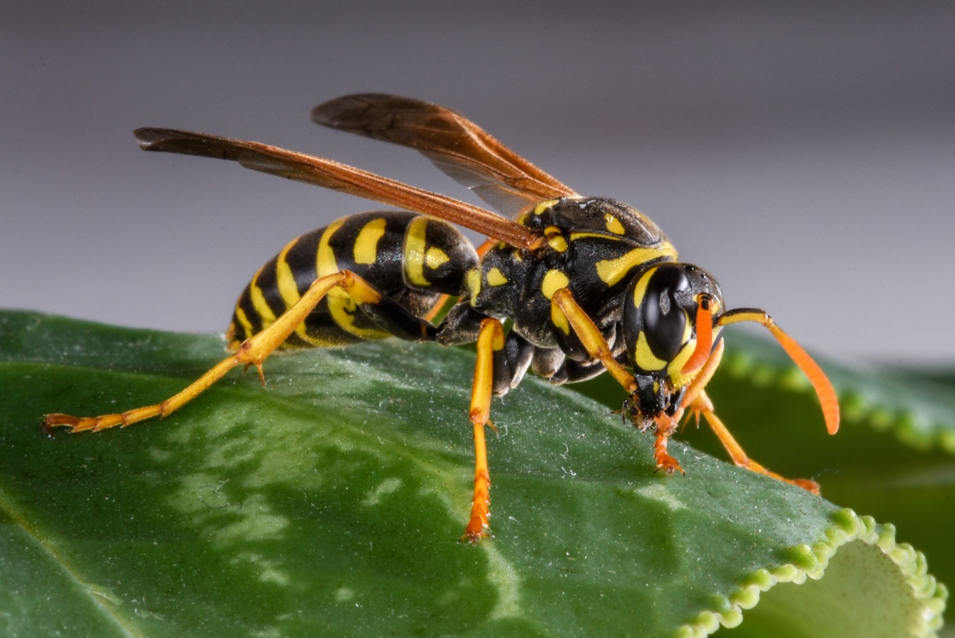 Guêpe jaune et noire sur une feuille verte, ailes déployées.