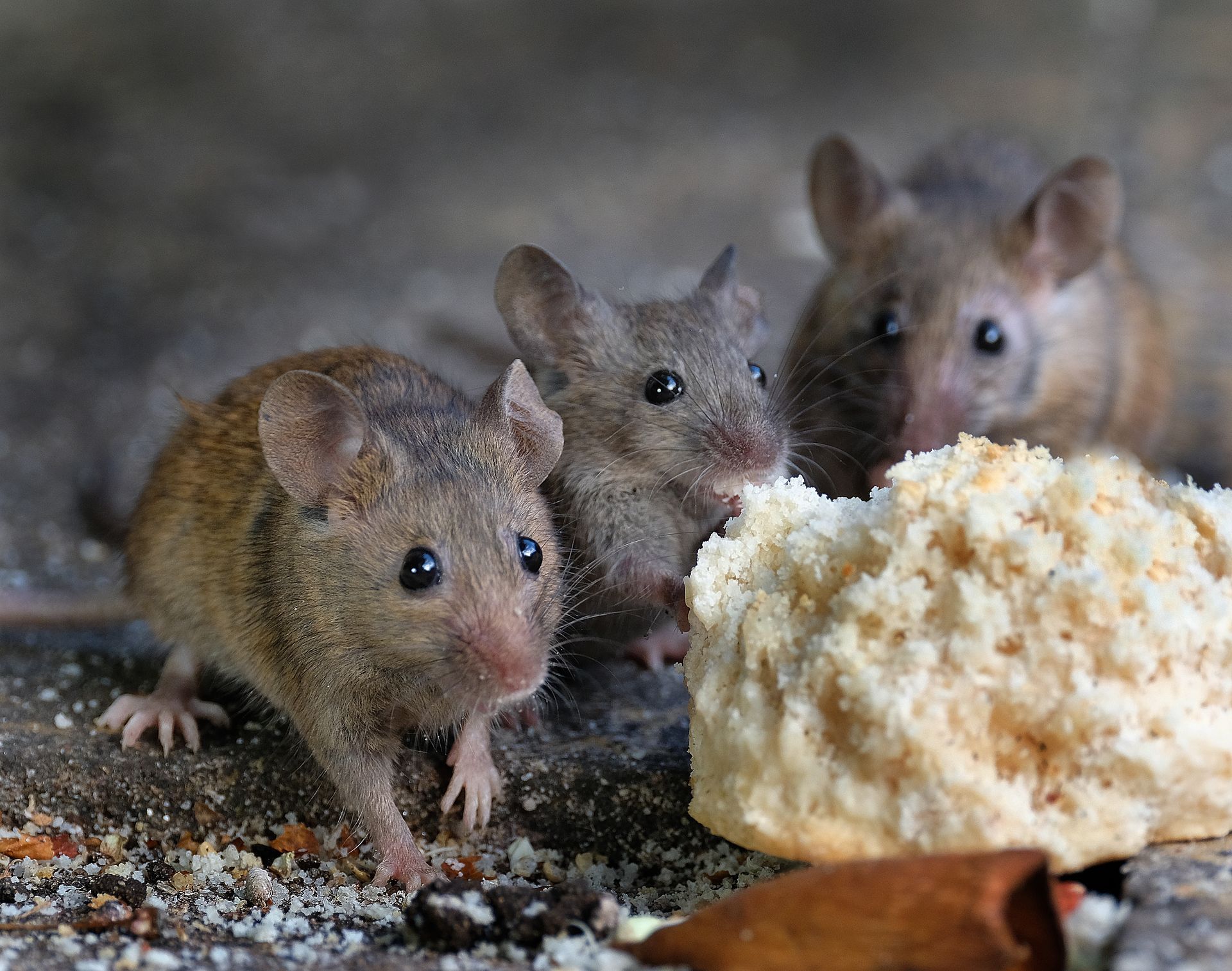 Trois souris brunes près d'un morceau de pain posé sur une surface texturée, regardant la nourriture.