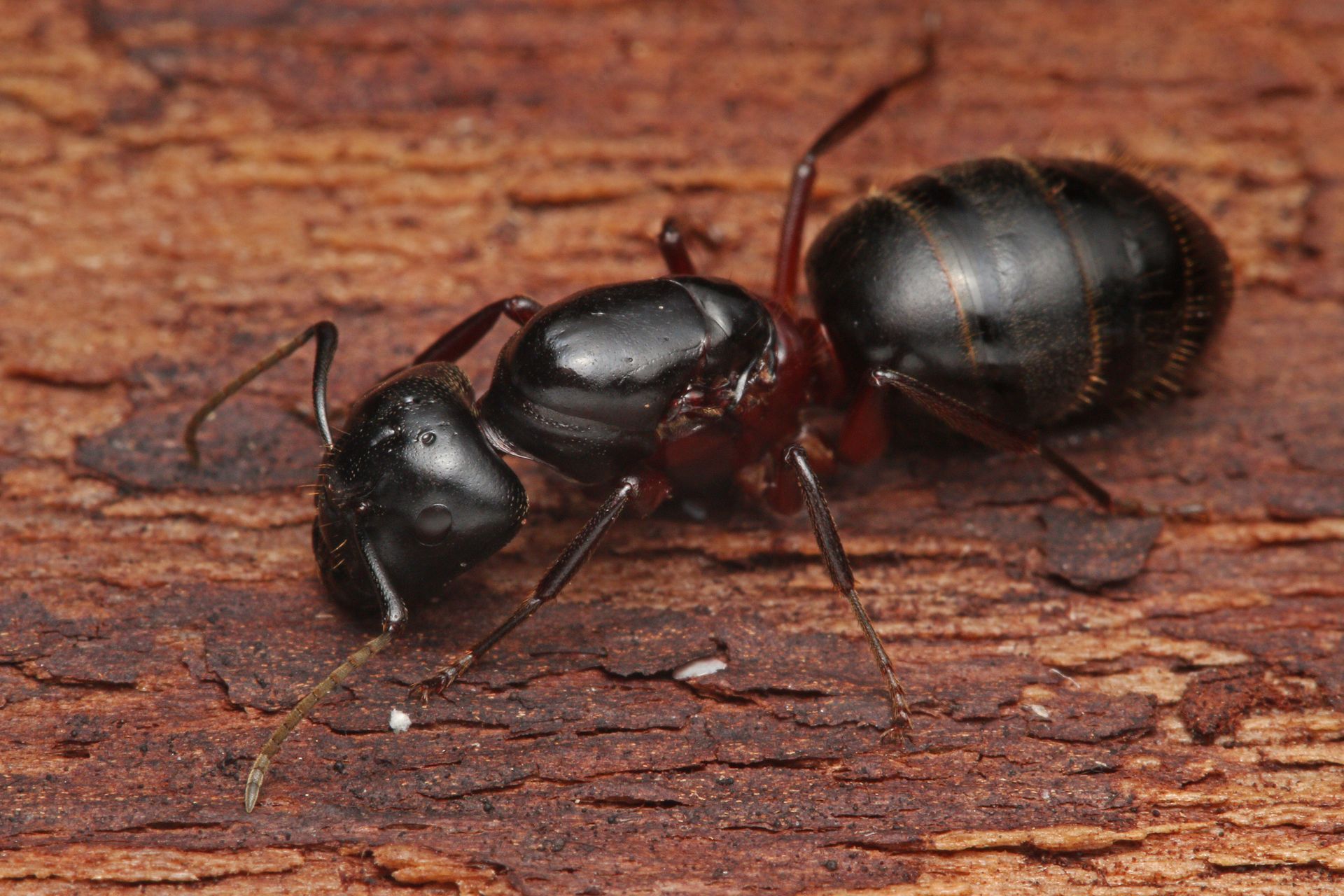 Fourmi charpentière noire sur une surface en bois brun.