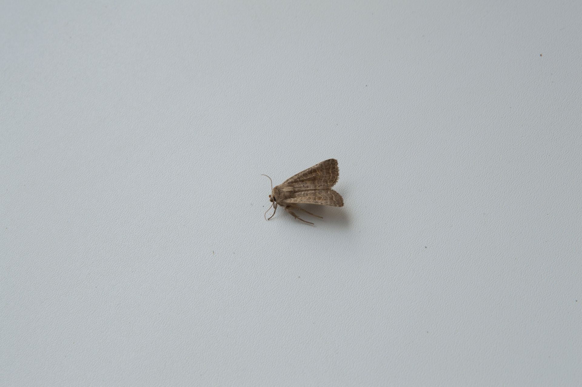 Papillon brun sur une surface blanche, ailes légèrement déployées.