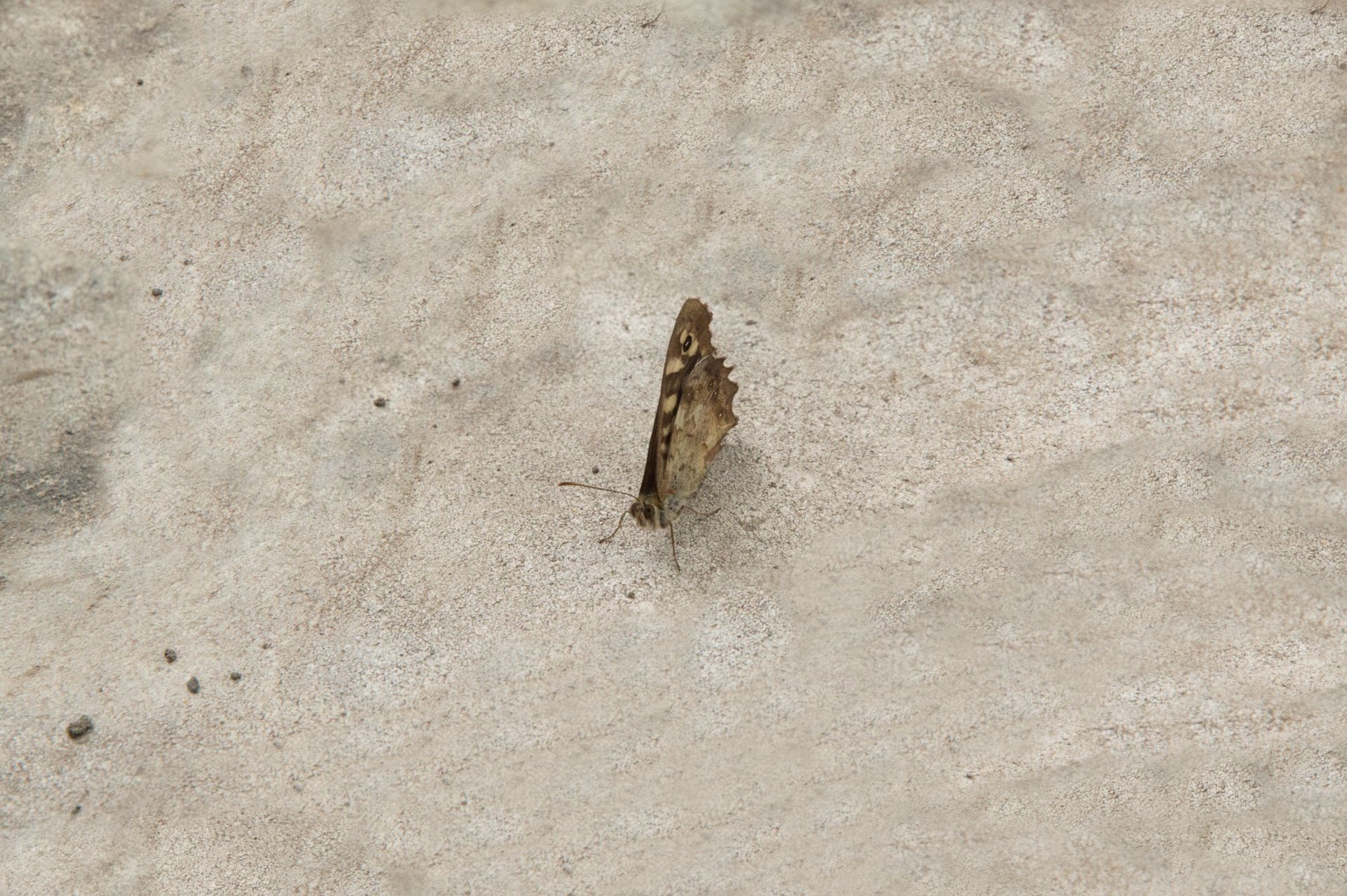 Papillon aux ailes brunes tachetées, posé sur du béton beige clair.