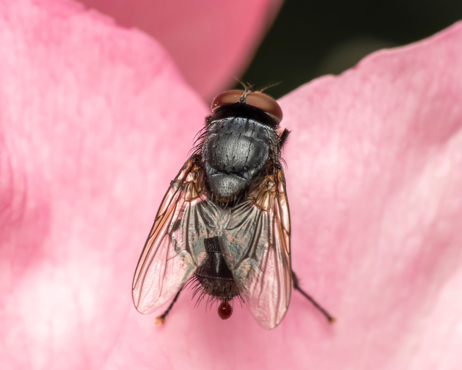 Volant avec un corps sombre et des ailes transparentes, pos&eacute; sur un p&eacute;tale de fleur rose.