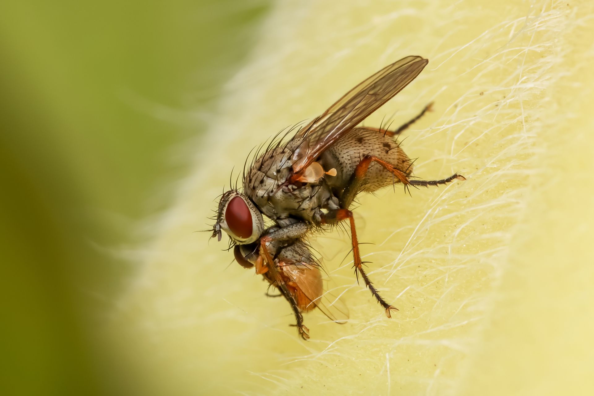 Mouche pos&eacute;e sur une surface jaune p&acirc;le, avec des yeux rouges, des ailes rouges et des pattes orange.