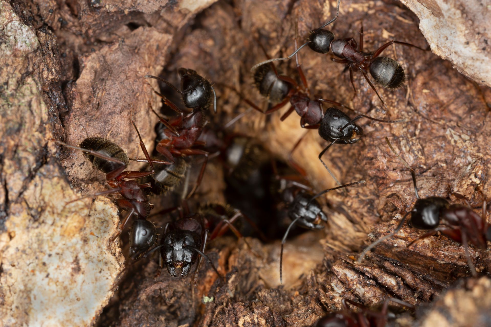 Des fourmis noires se regroupaient autour d'un trou sombre dans du bois érodé.