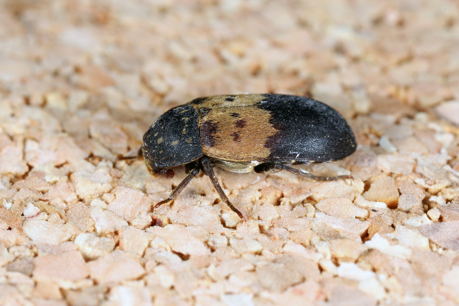 Petit anthrène des tapis de forme ovale, présentant des marques noires et beiges sur une surface brun clair ressemblant à du liège.