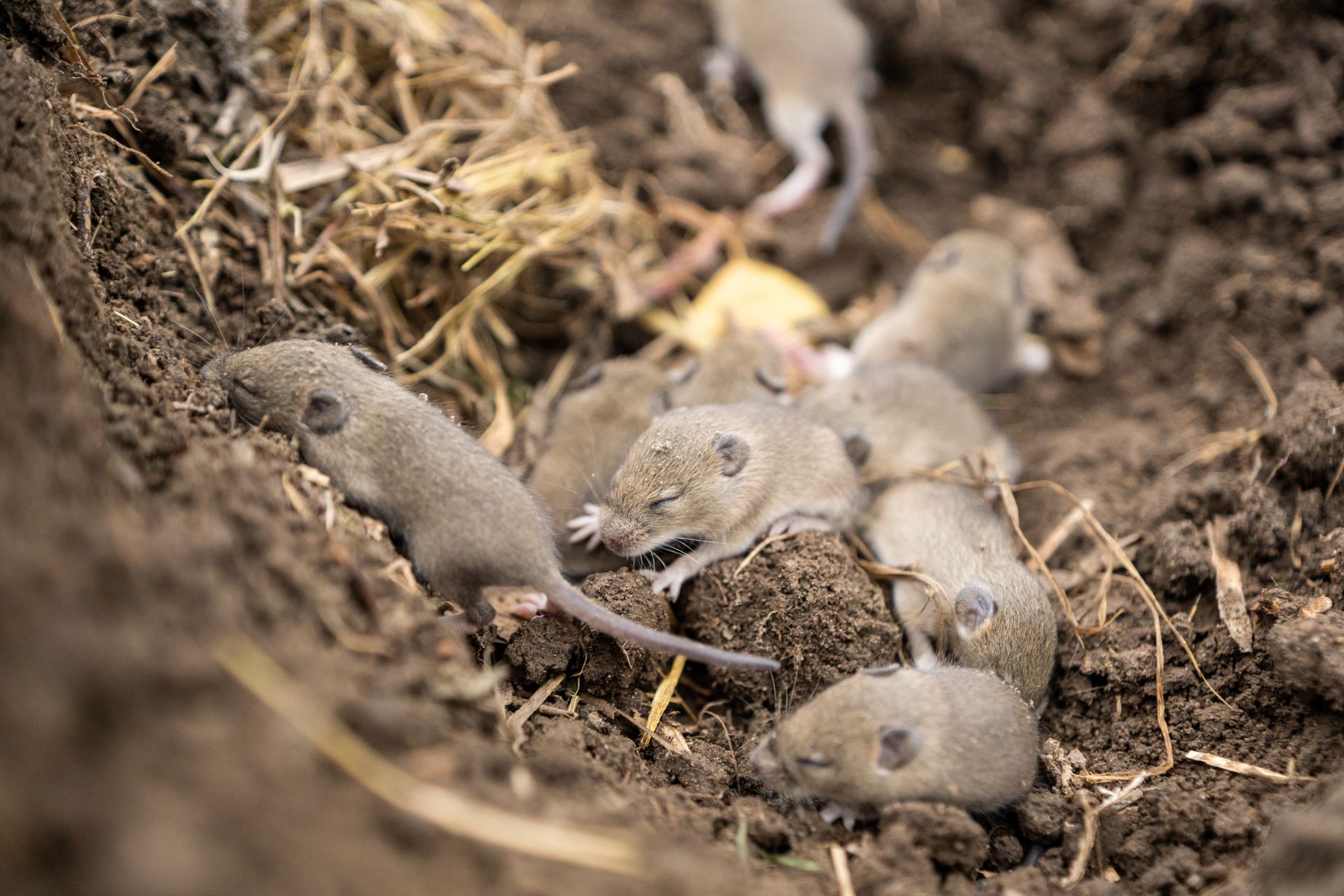 Un groupe de petites souris grises se blottit les unes contre les autres dans un nid de terre.