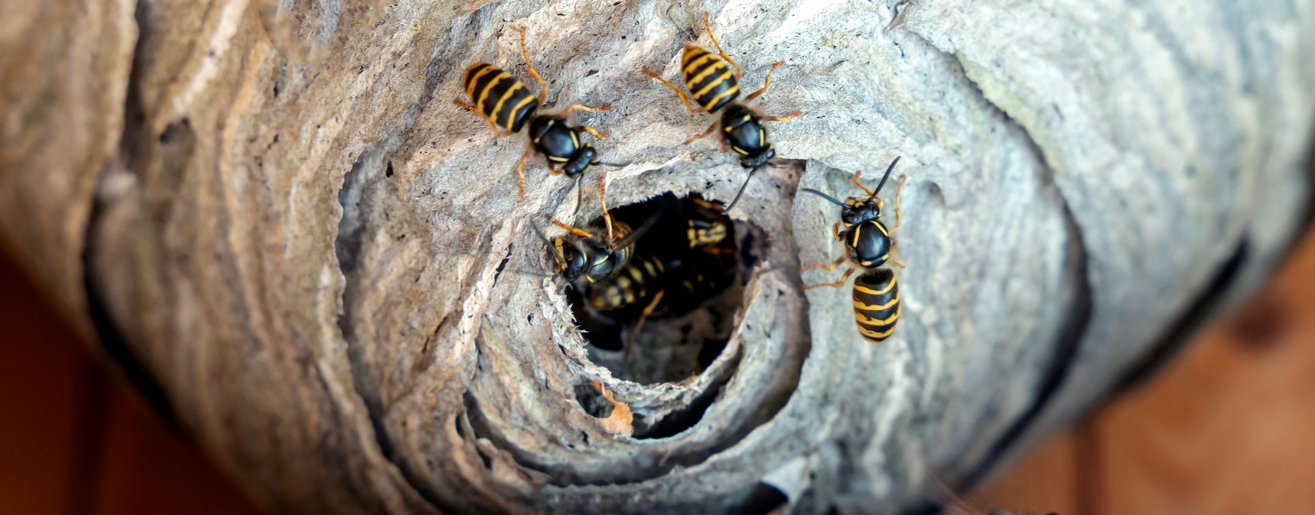 Un nid de guêpes avec plusieurs guêpes autour de l'entrée. Les guêpes sont noires et jaunes.