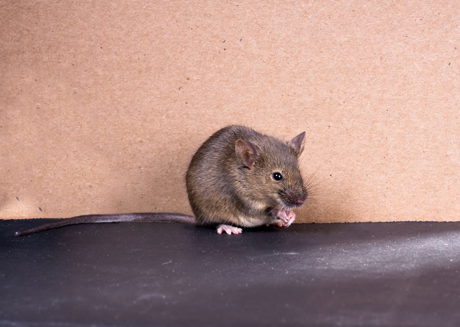 Souris brune assise sur une surface sombre, mangeant de la nourriture avec ses petites pattes ; fond brun.