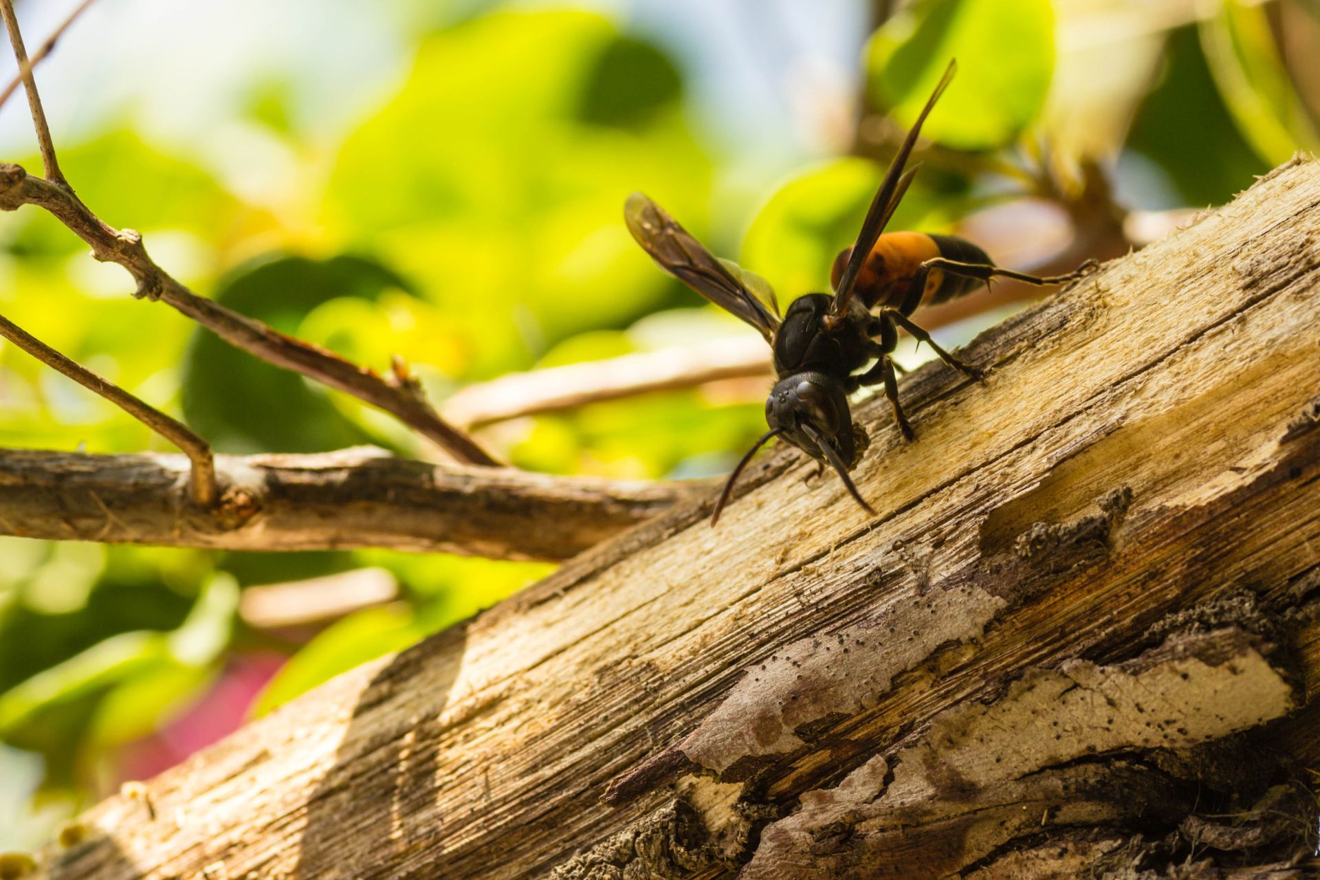 Guêpe noire et orange sur une branche brune et abîmée par les intempéries, entourée de feuilles vertes au soleil.