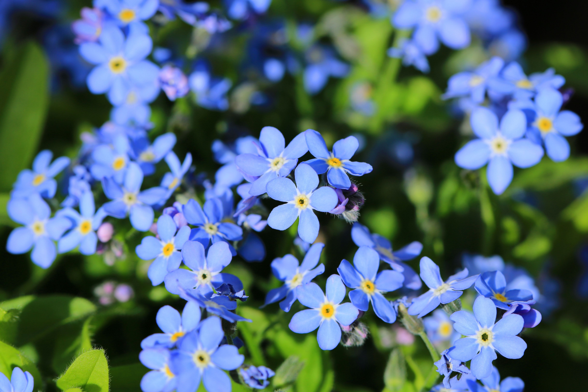 A close up of a bunch of flowers with a dark background.