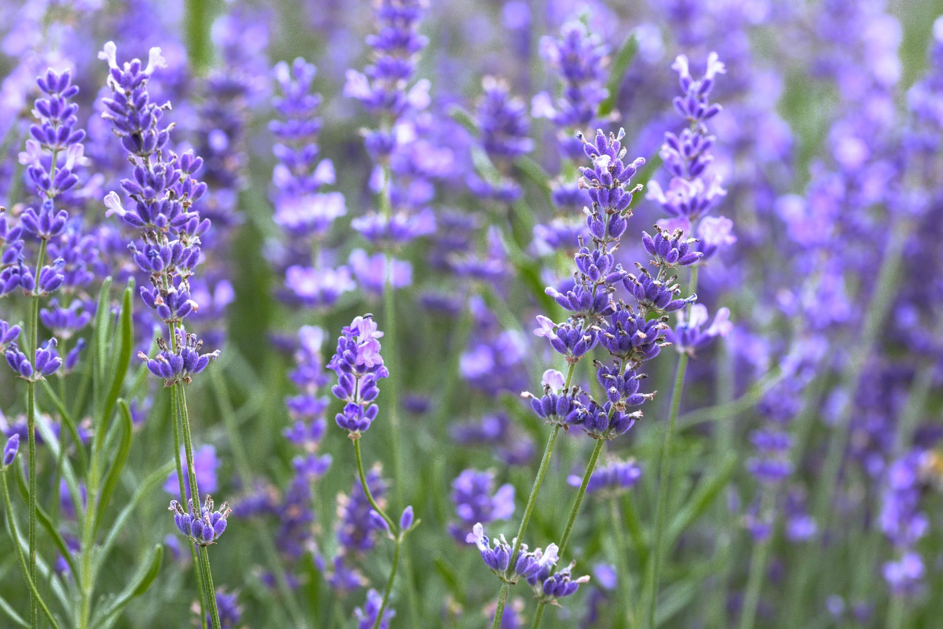 Purple lavender flowers in a field, with green stems and leaves, soft focus.