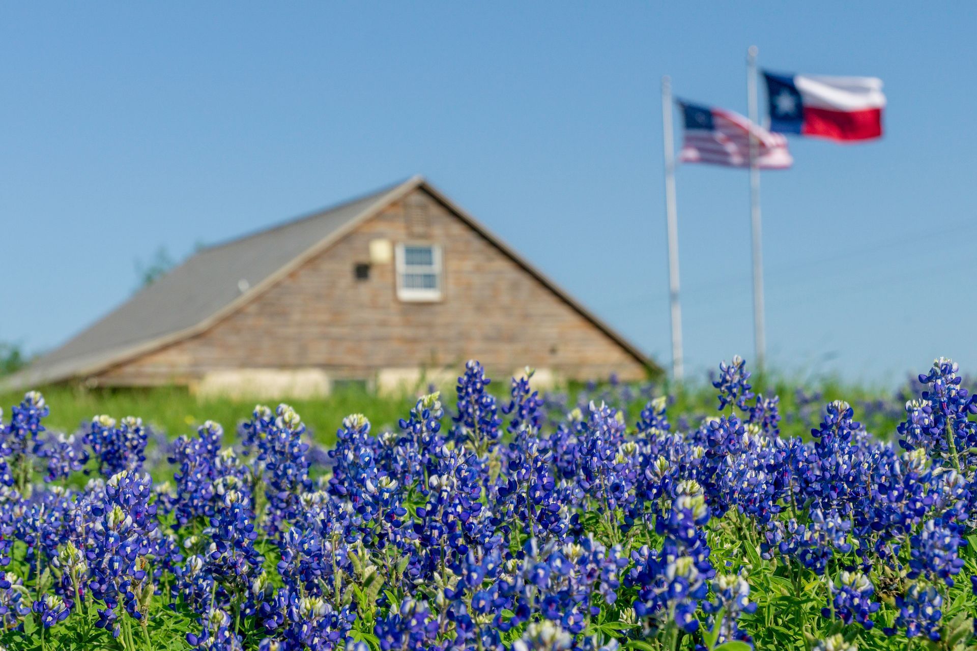 Bluebonnet field with a barn and two Texas flags against a clear sky