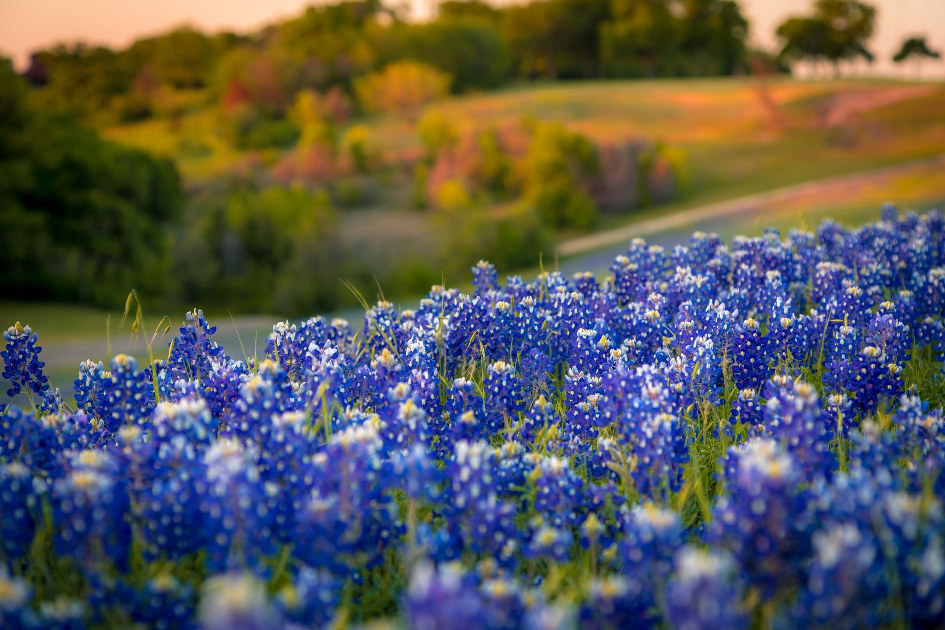 Blue wildflowers in bloom across a meadow with a blurred green hillside in the background