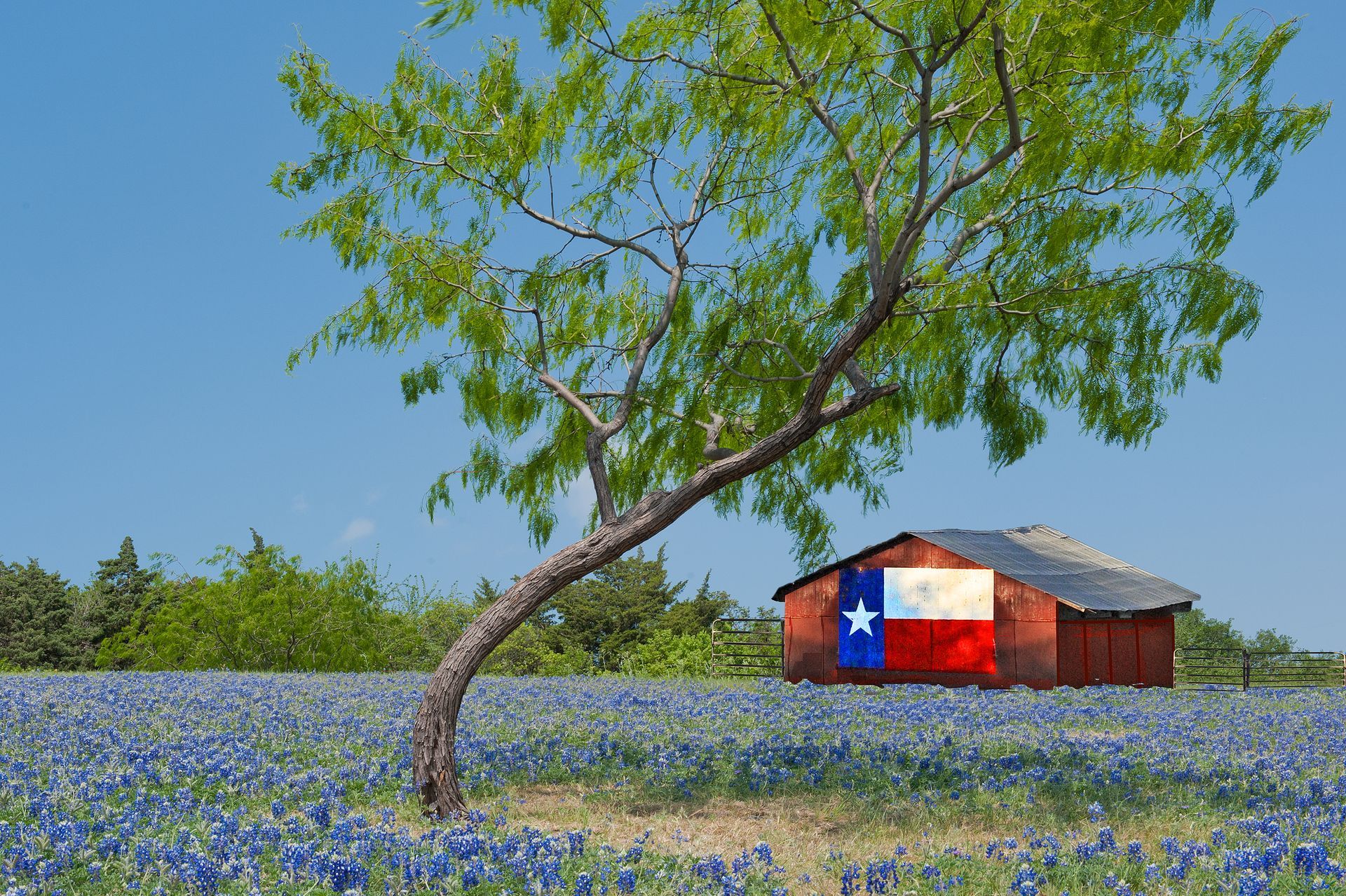 Tree and red barn in a blue wildflower field, with a Texas flag on the barn under a clear sky.