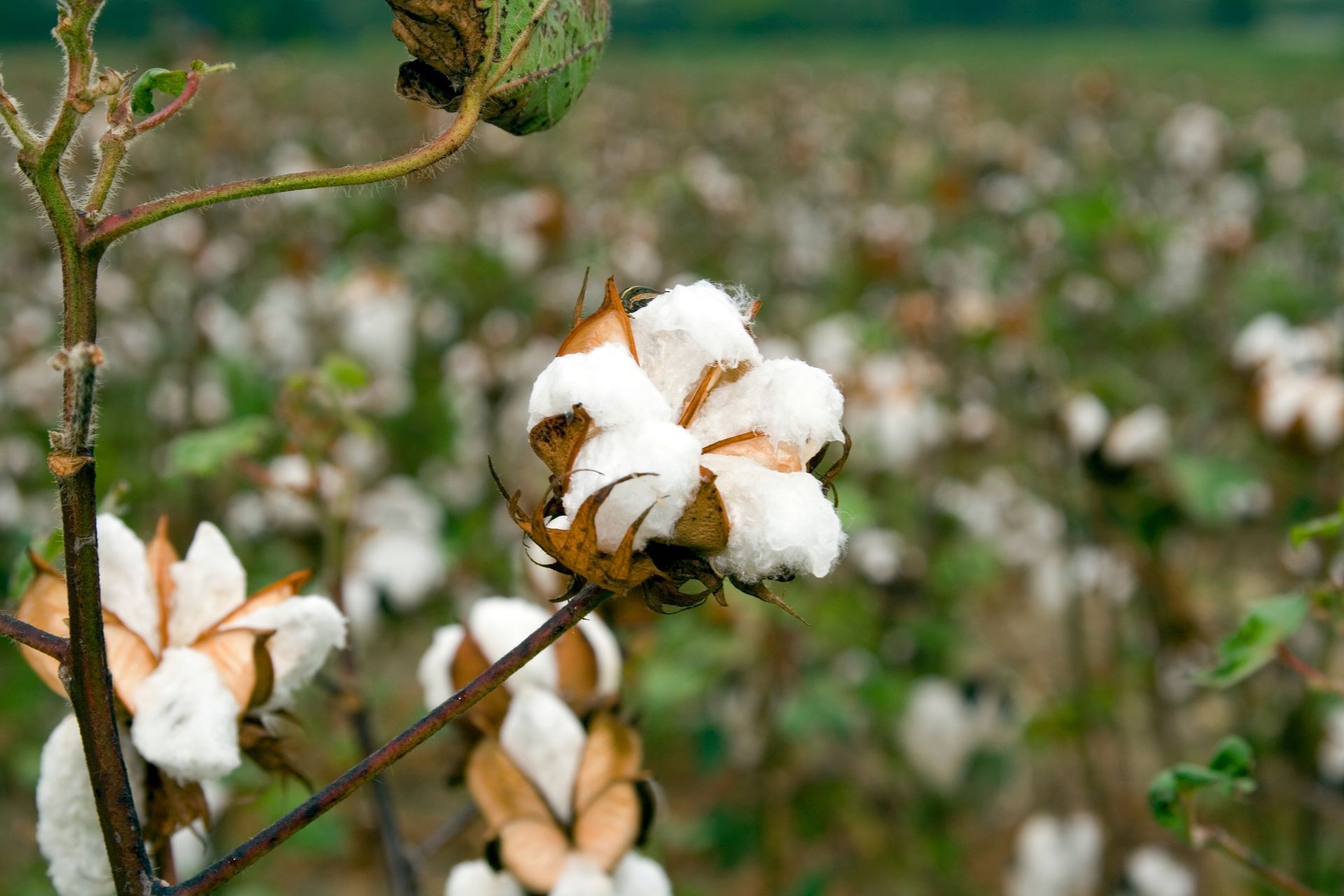 Cotton plants with fluffy white bolls in a field, one boll in sharp focus against a blurred background