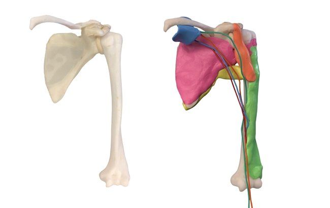 Educational upper limb models for osteopathy students at Victoria University