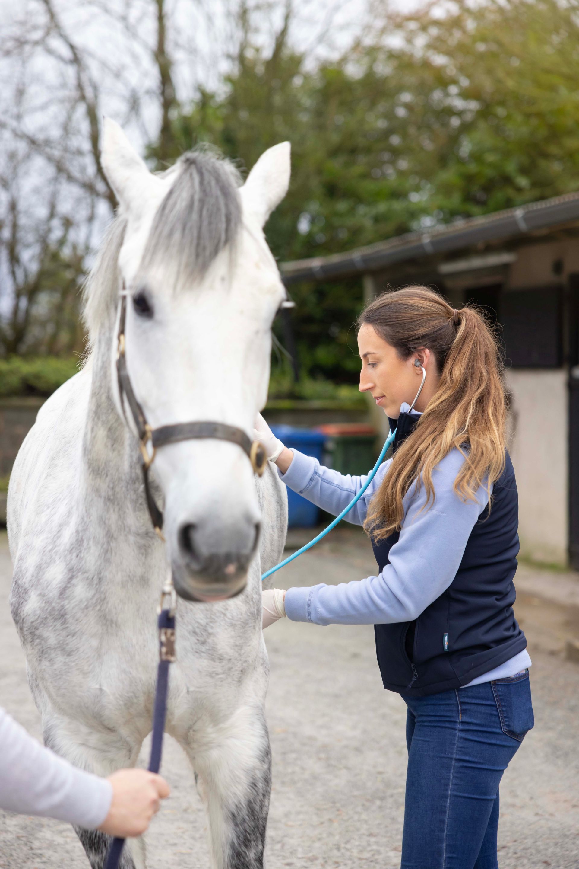 Woman leading a white horse outdoors with a bridle in a stable yard