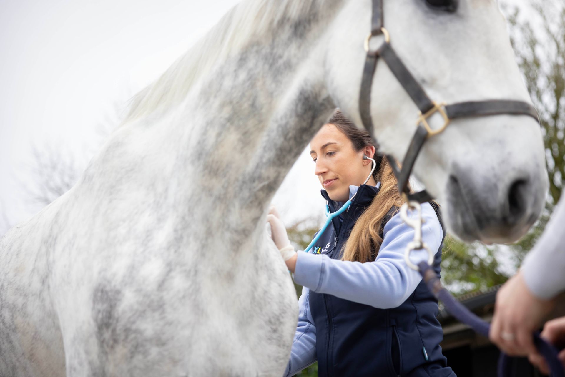 Woman grooming a gray horse outdoors, with another horse partly visible nearby