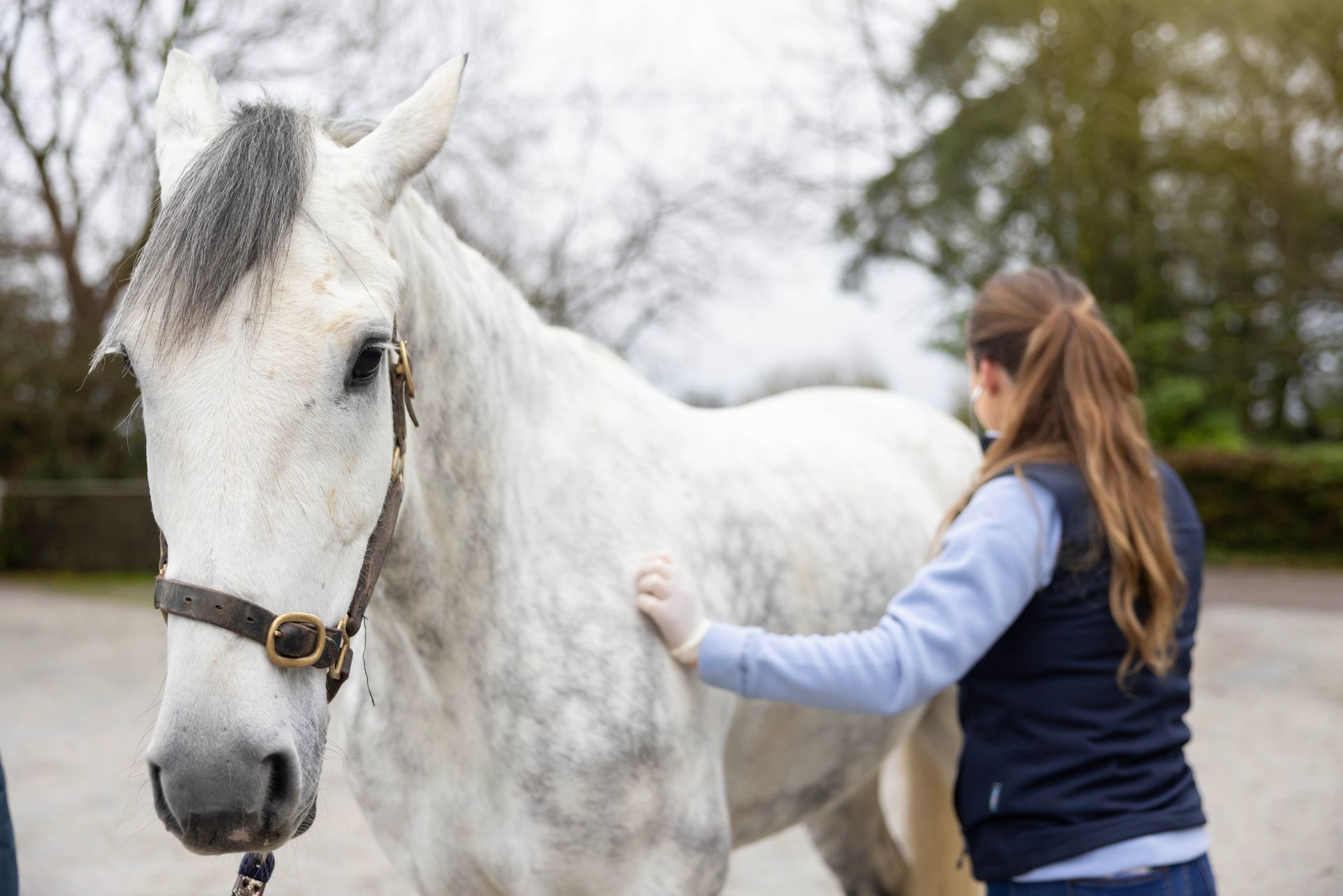 White horse being petted by a person outdoors on a cloudy day