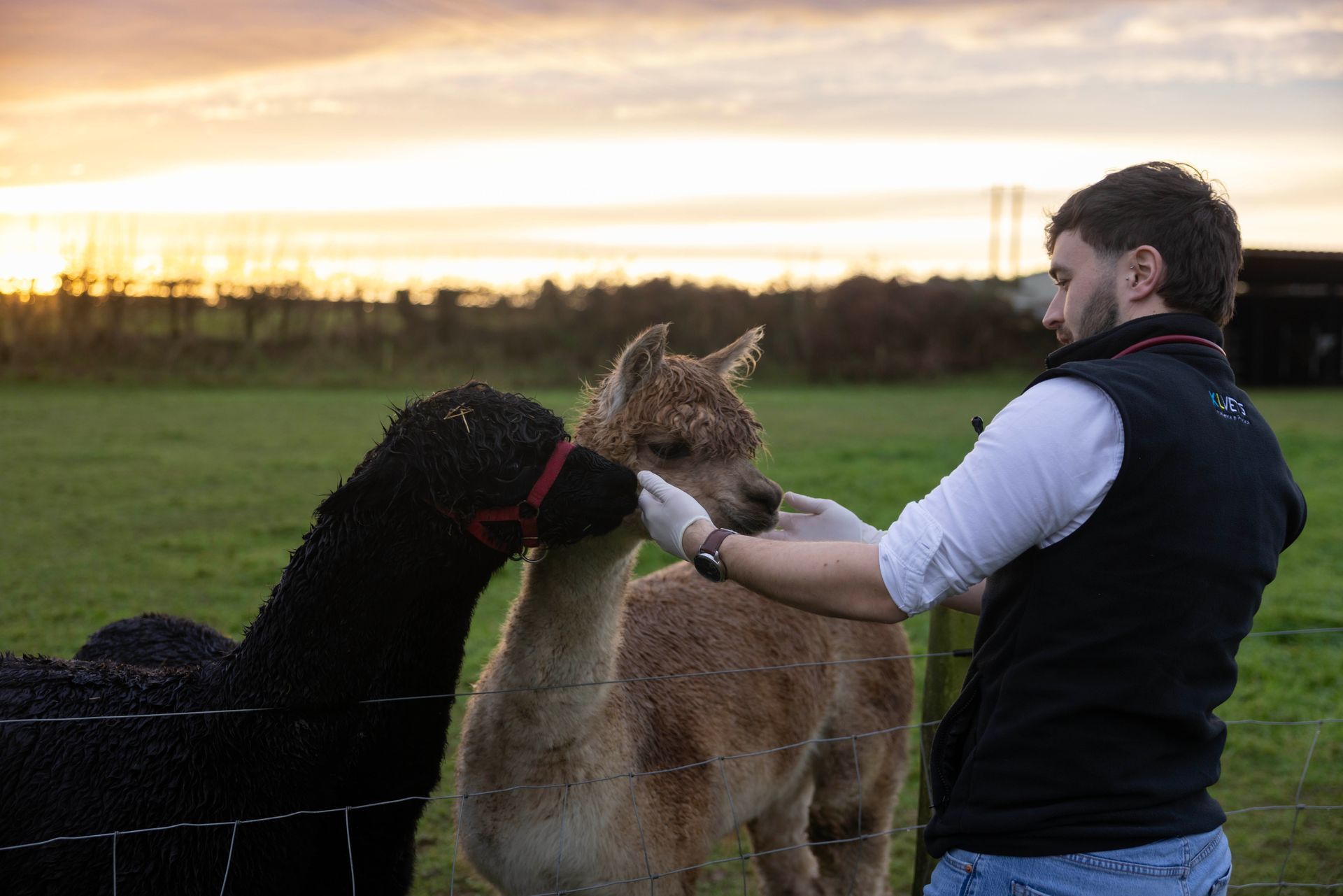 Person petting a tan alpaca in a grassy field at sunset, with a black alpaca nearby