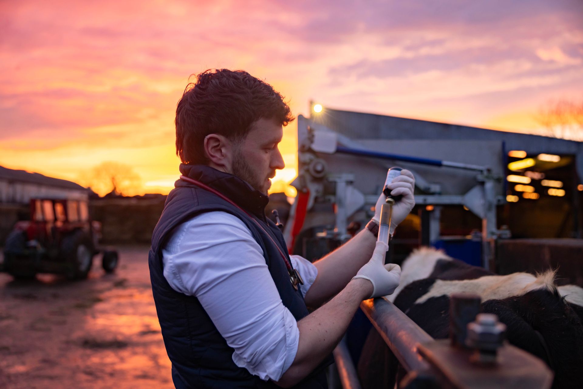 Person in a vest handling a black-and-white calf beside a truck at sunset on a farm