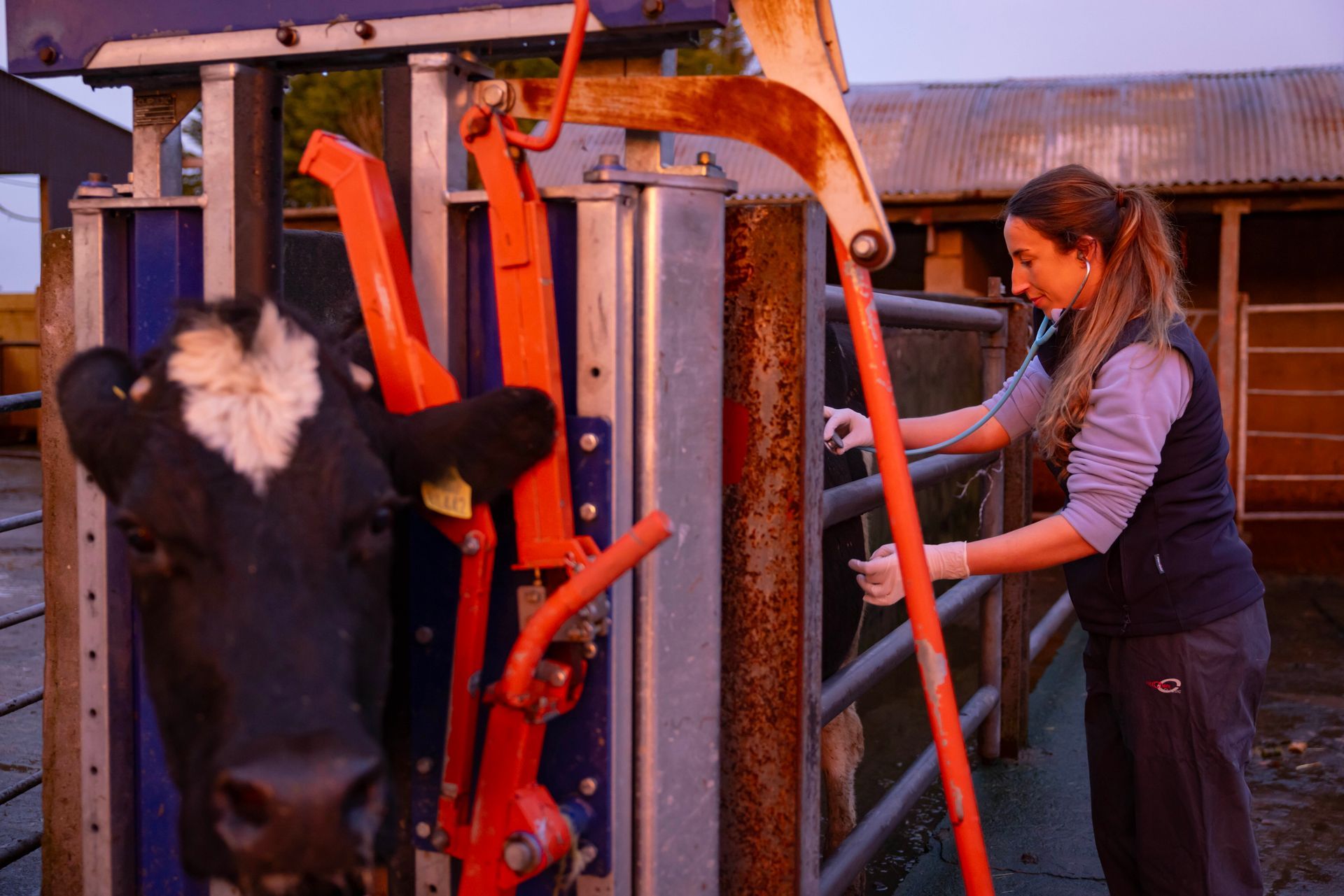 Woman operating livestock chute beside a black cow in a farm barn