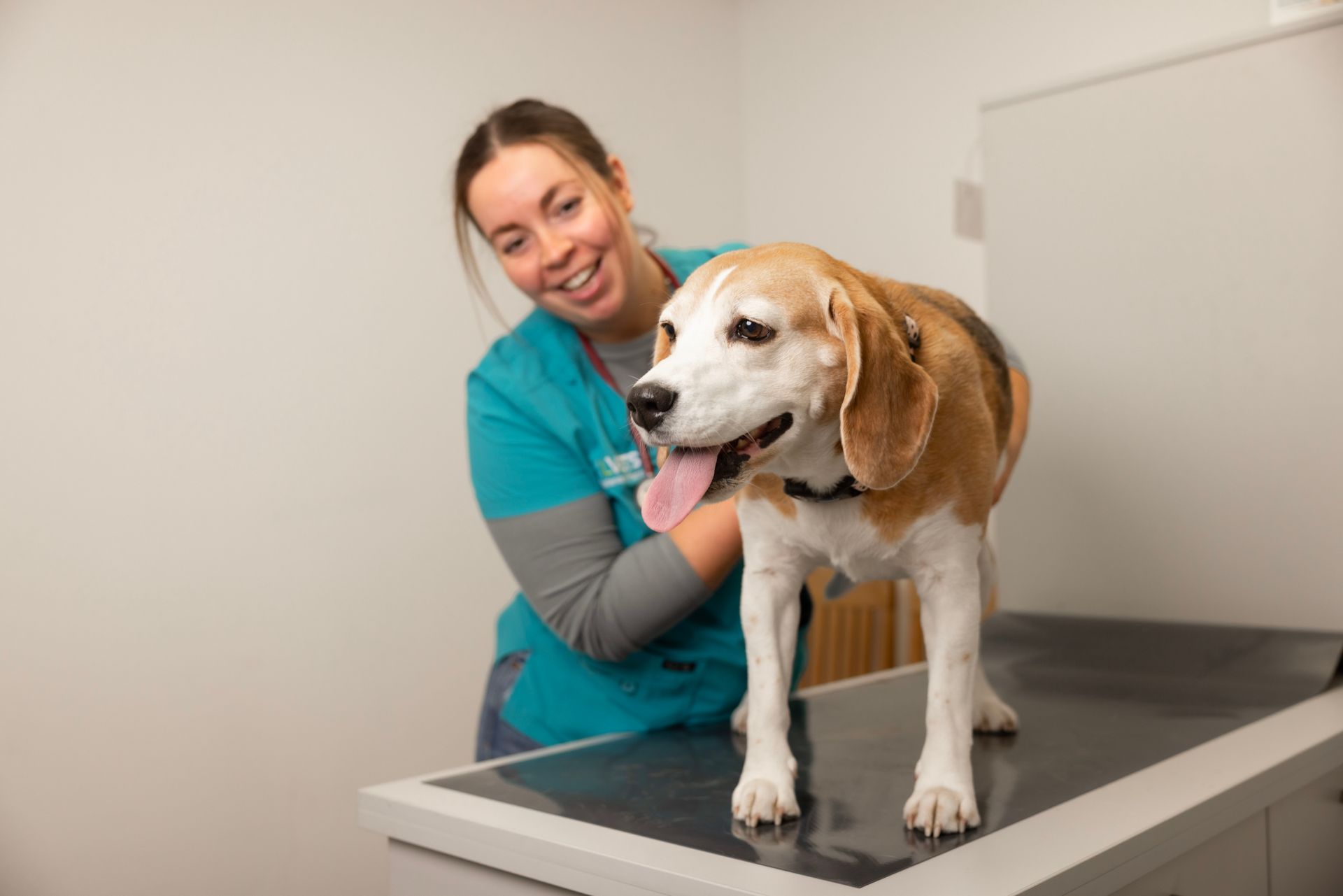 Veterinarian in teal scrubs examining a beagle on an exam table