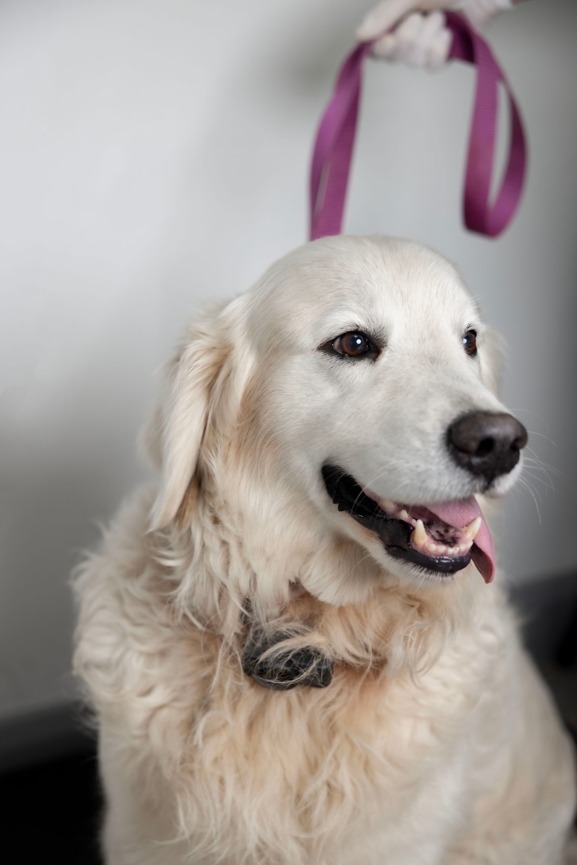 White dog with a black collar and purple leash, looking right and panting against a gray background