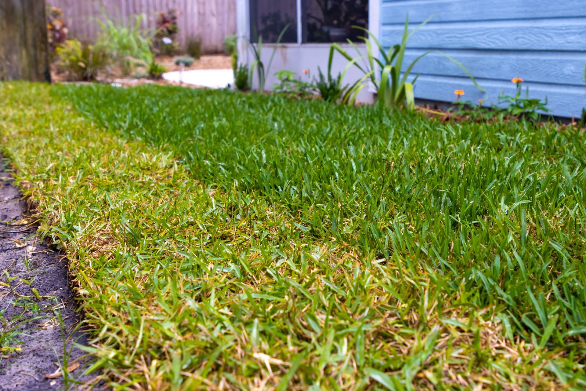 Lawn with a clear line differentiating a vibrant green section from a section with yellowing grass.