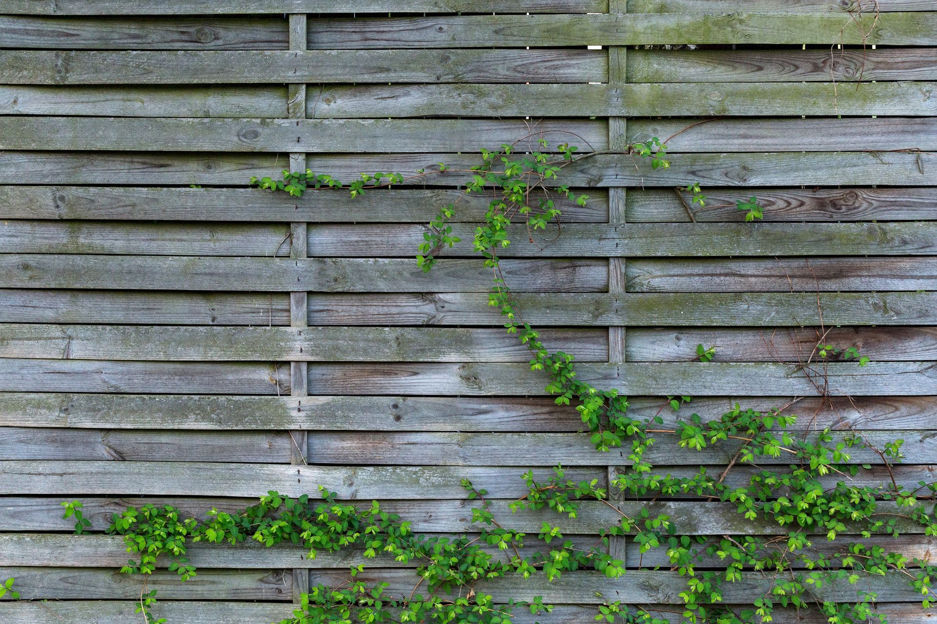 Weathered gray wooden fence with green vines growing across the slats