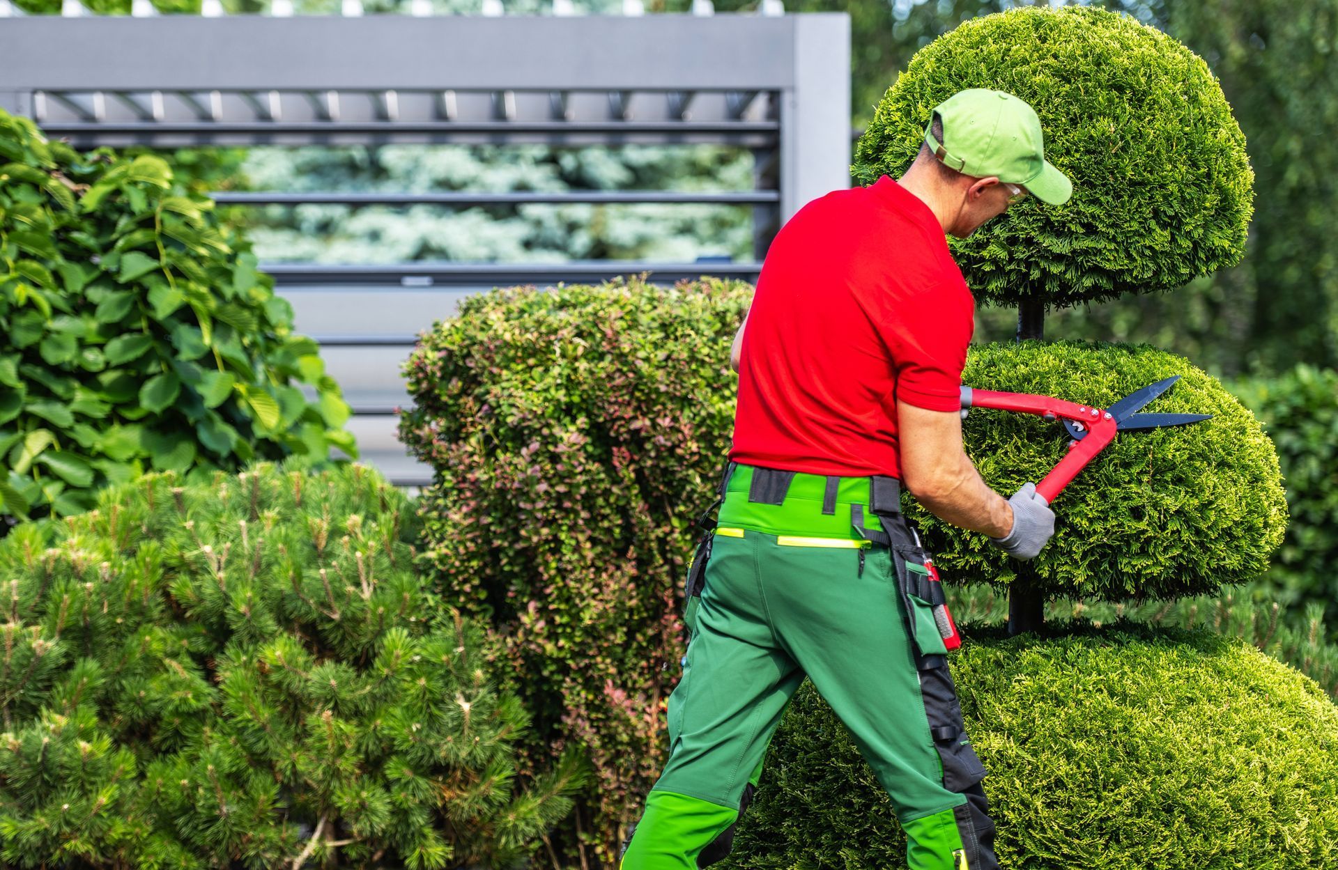 Gardener trimming a topiary with large shears in a lush garden, wearing red shirt, green pants, and cap.