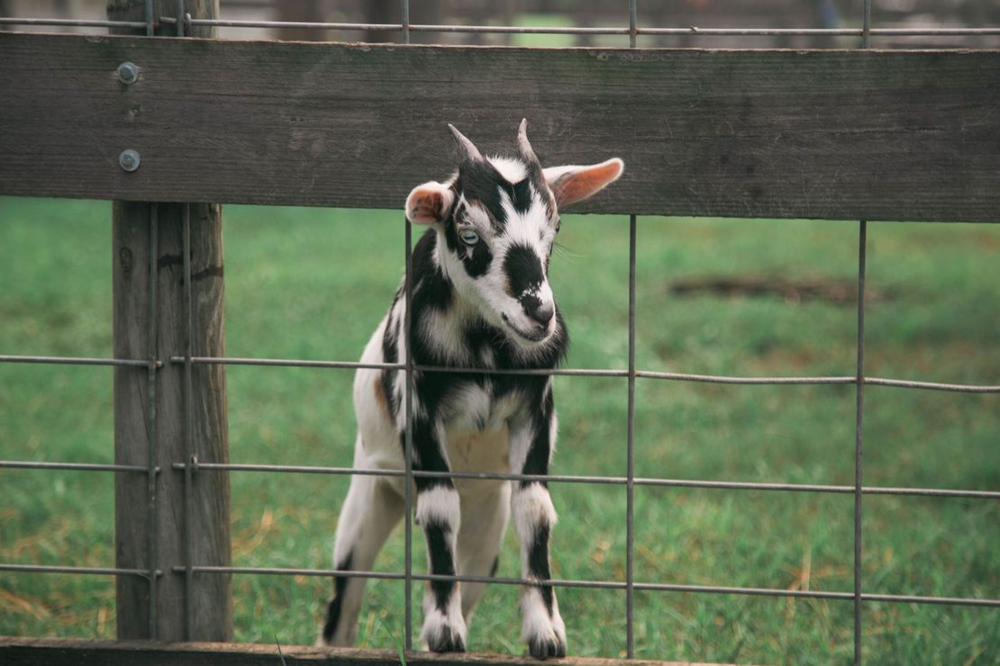 Black-and-white goat standing behind a wire fence in a grassy field