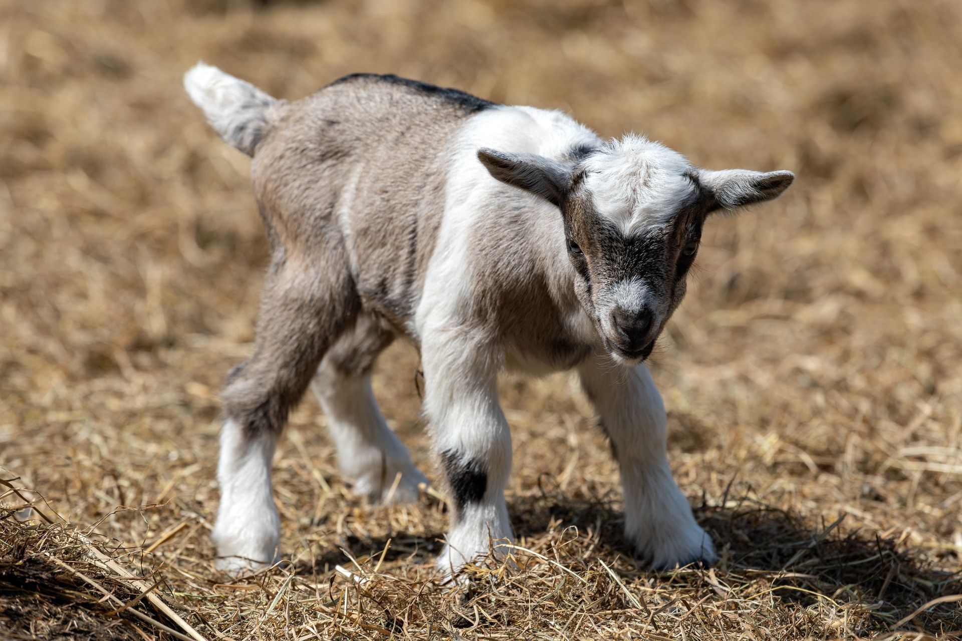 Young goat standing on dry straw, looking at the camera.