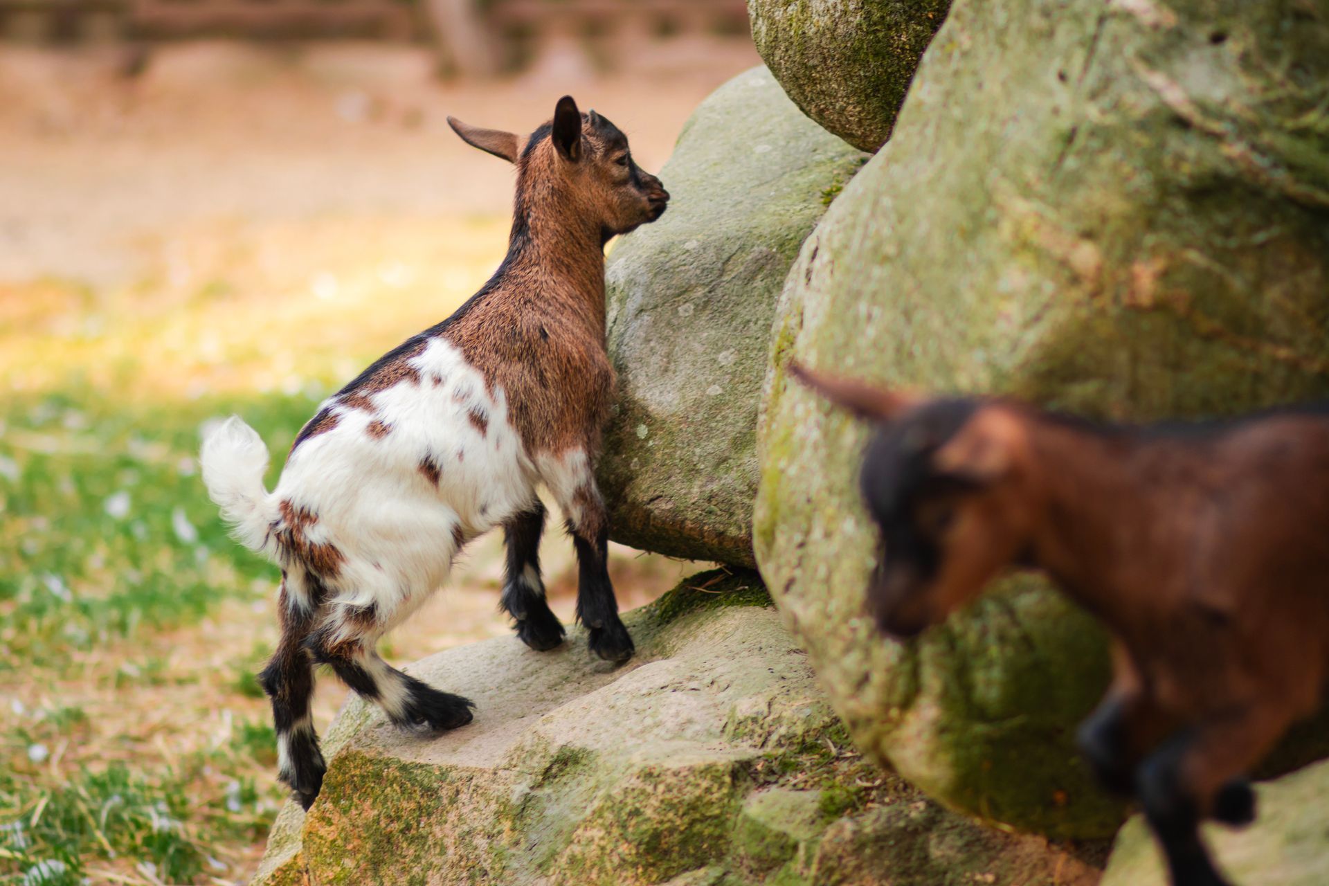 Two baby goats walking among large rocks on grass, one brown and white, one blurred in foreground