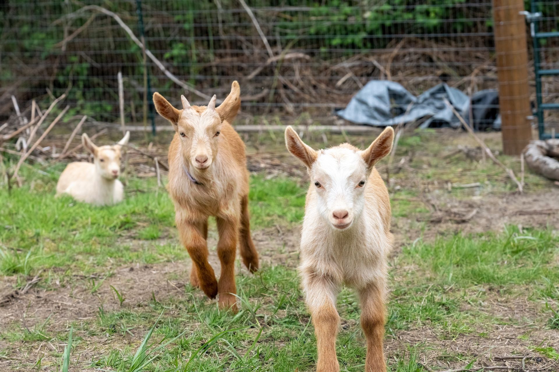 Three goats running toward the camera in a grassy pen, with one lying in the background
