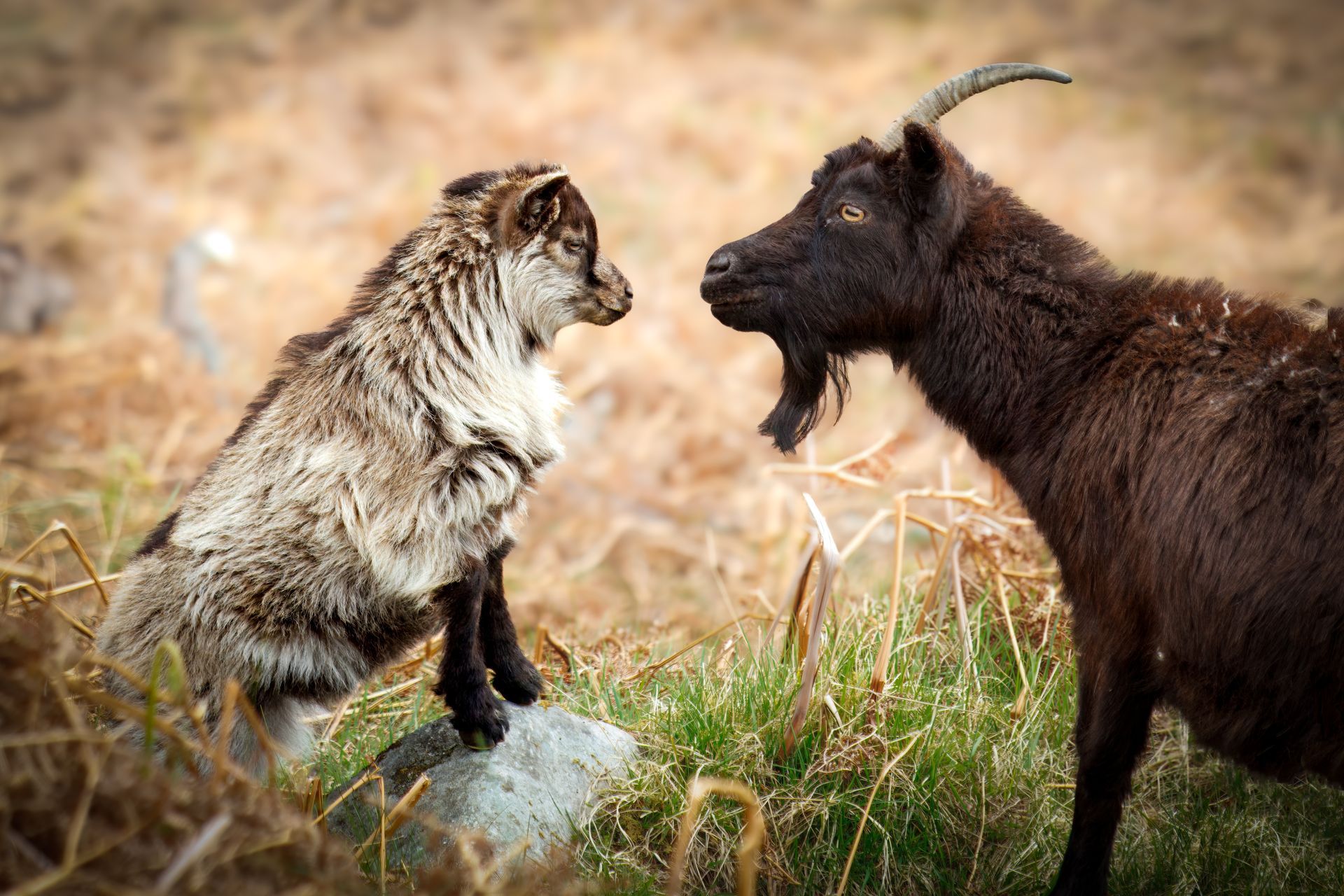 Two goats facing off outdoors, one standing on a rock and one with long horns.