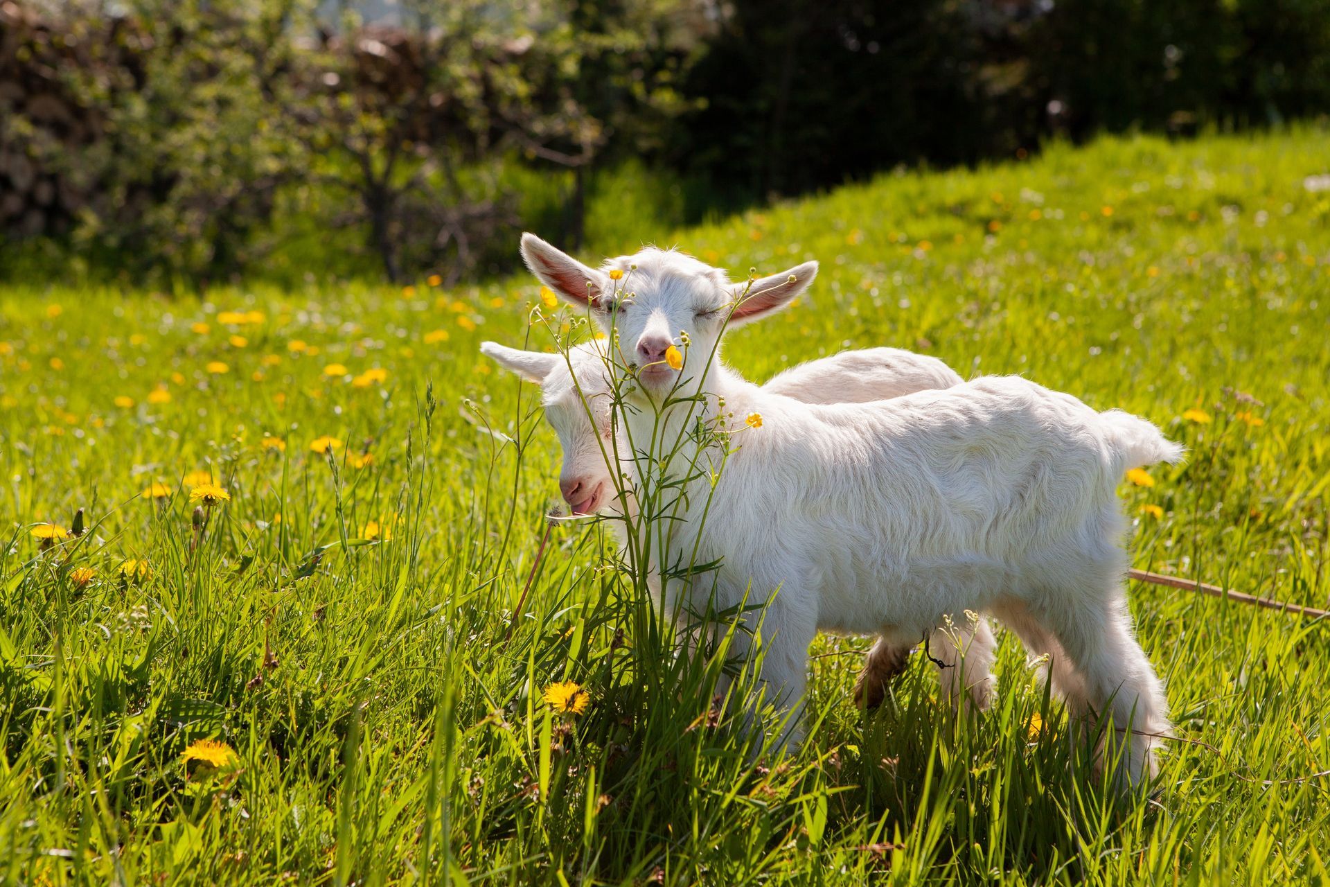 White kid goat standing in a sunny green meadow with yellow flowers