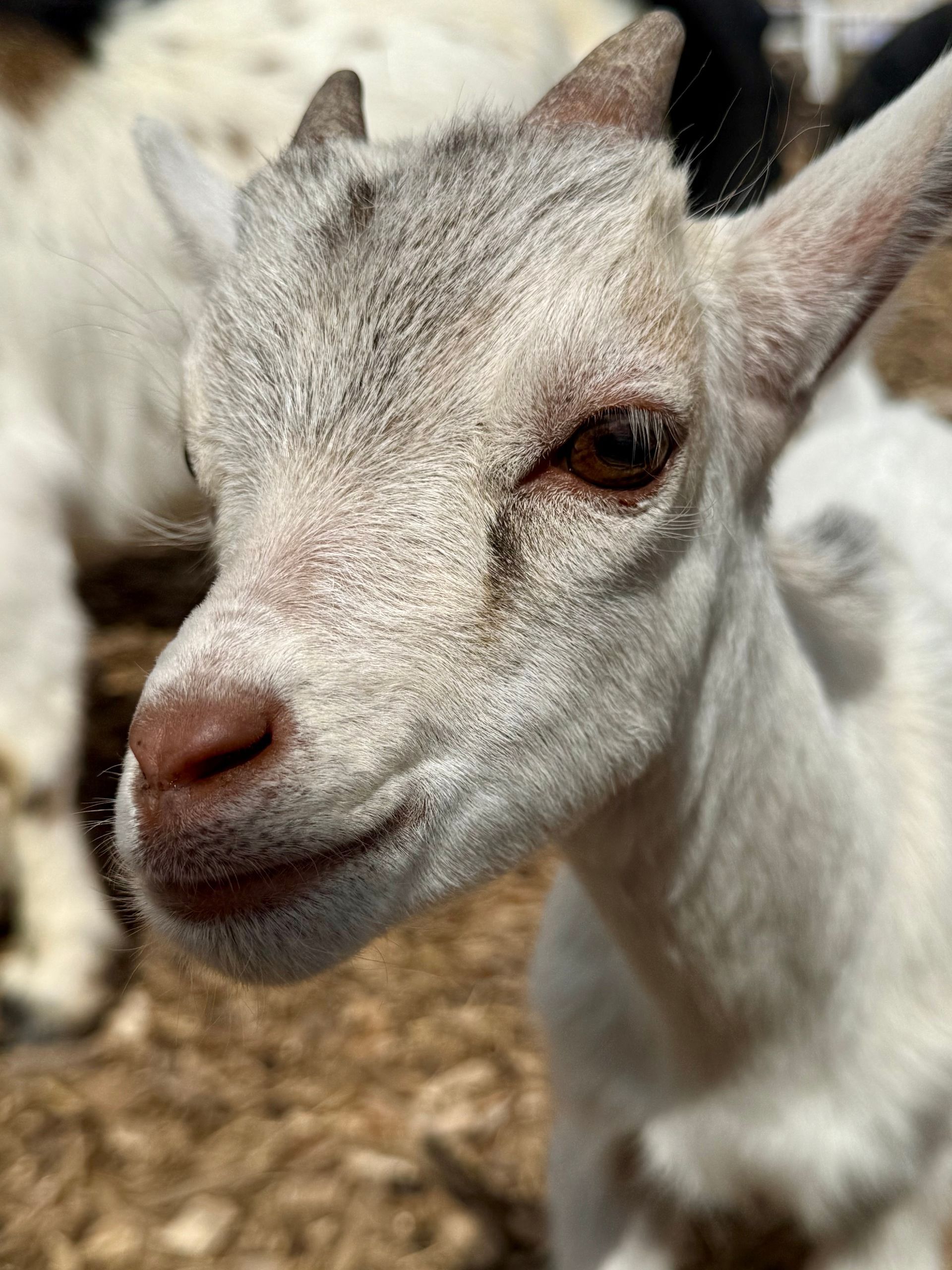 Close-up of a white goat with a light gray face standing on a rocky surface.