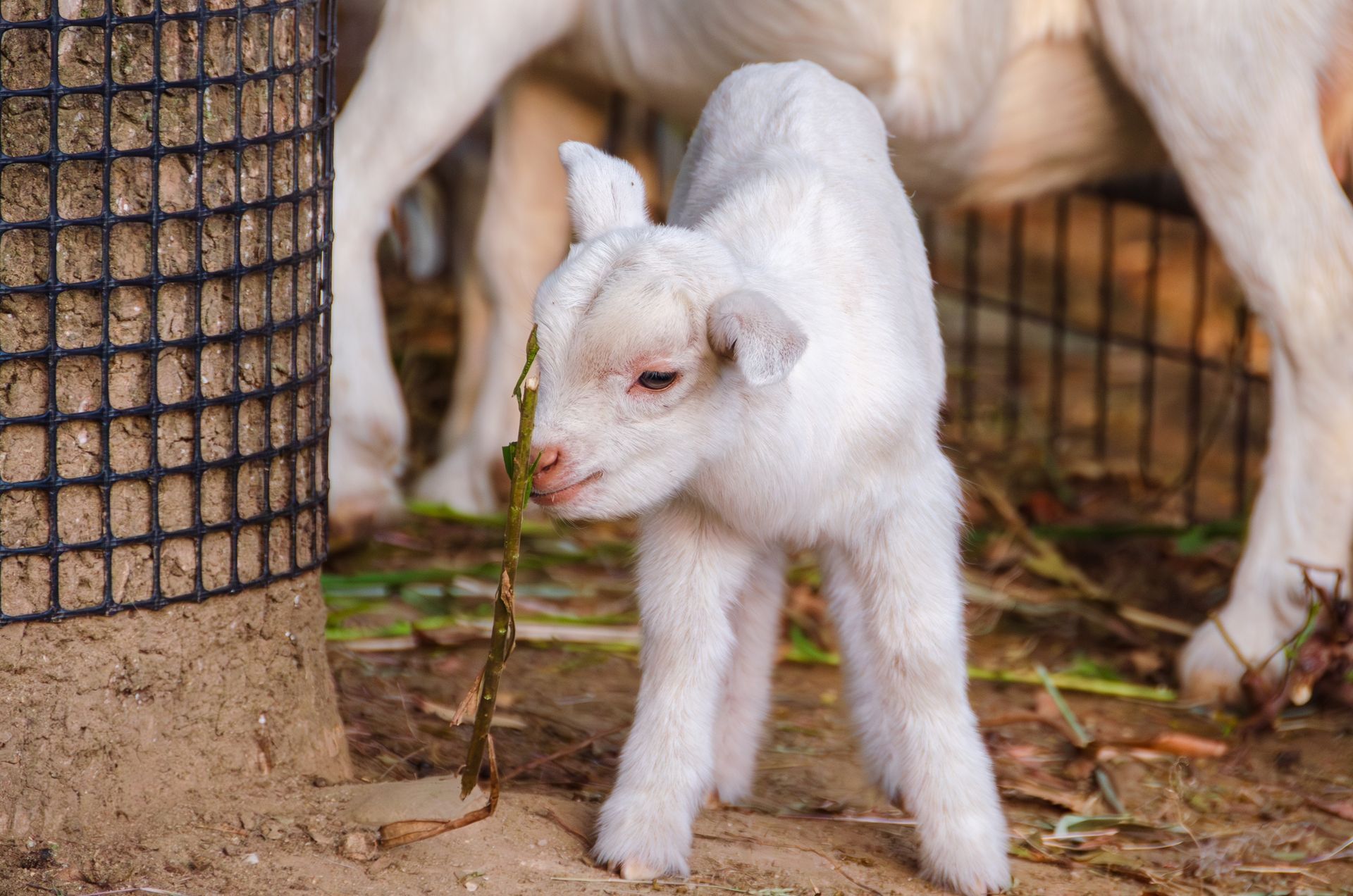 White baby goat standing by a wire fence with another goat behind it.