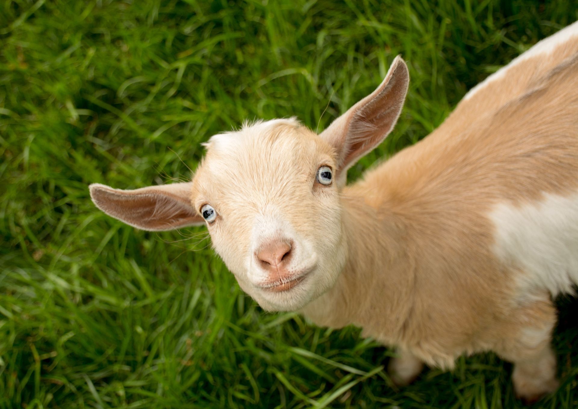 Tan goat standing in green grass, looking at the camera with ears outstretched.