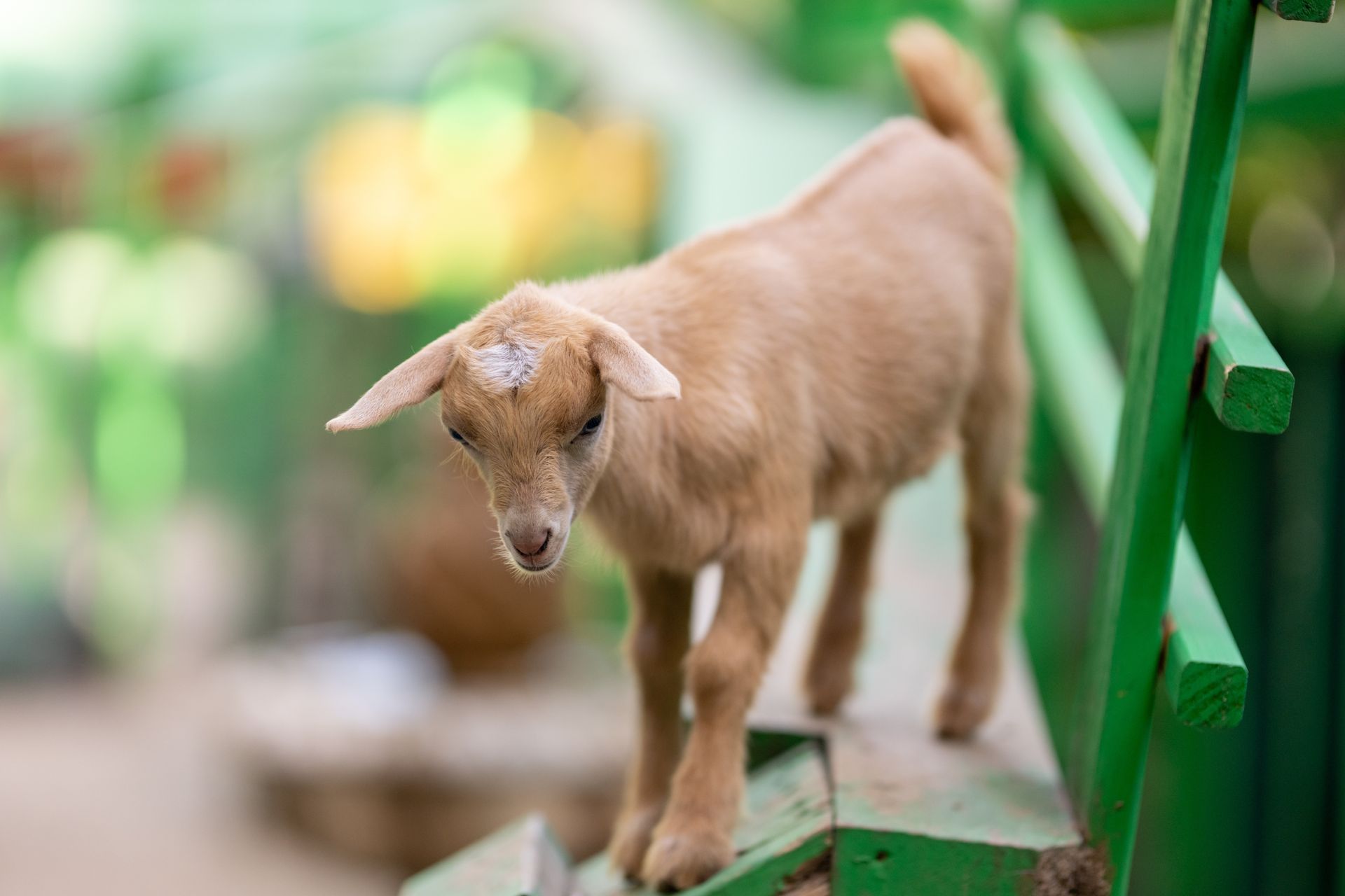Young tan goat standing on a green railing outdoors, with a blurred garden background