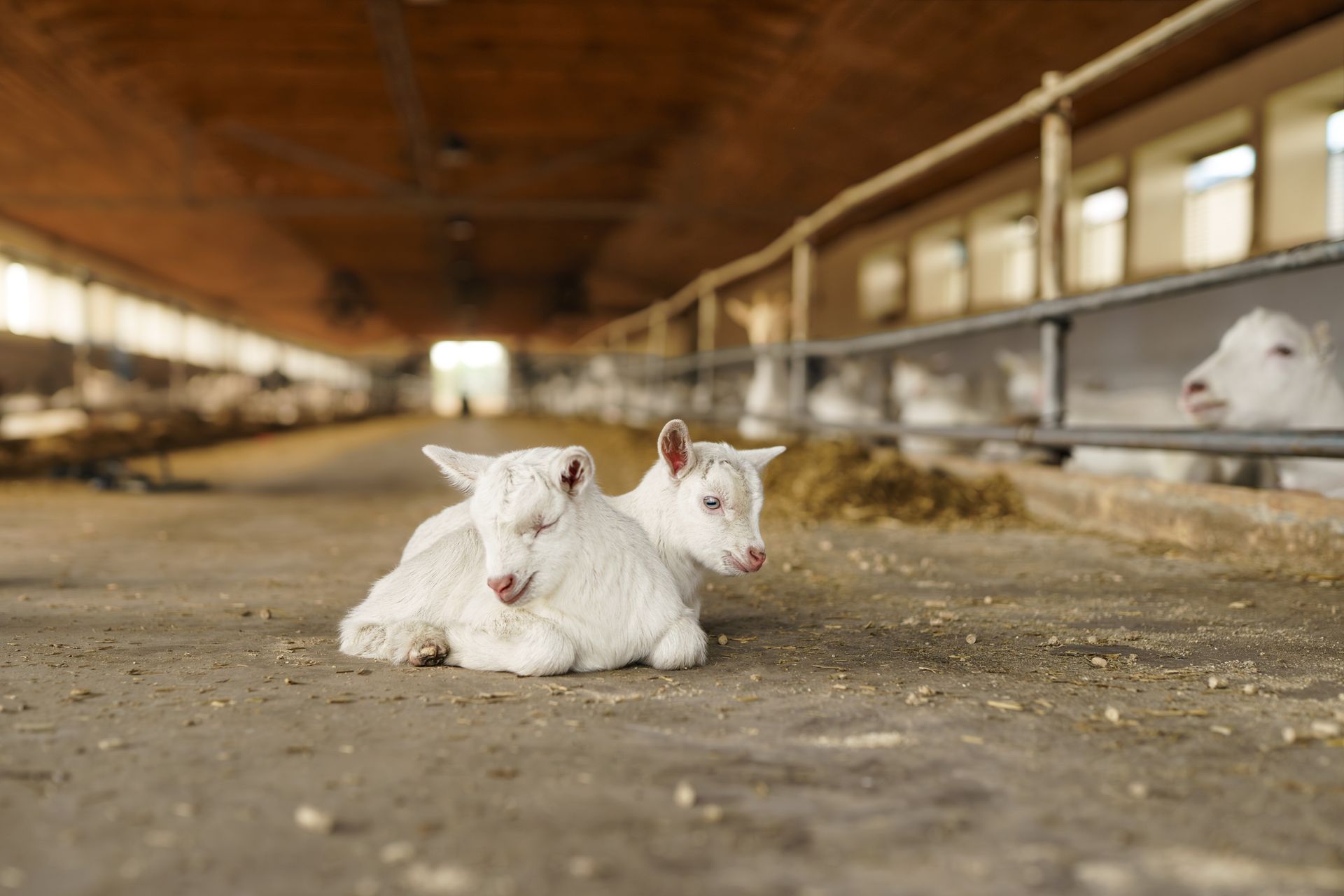 White baby goats resting on the floor inside a barn, with hay and stalls in the background