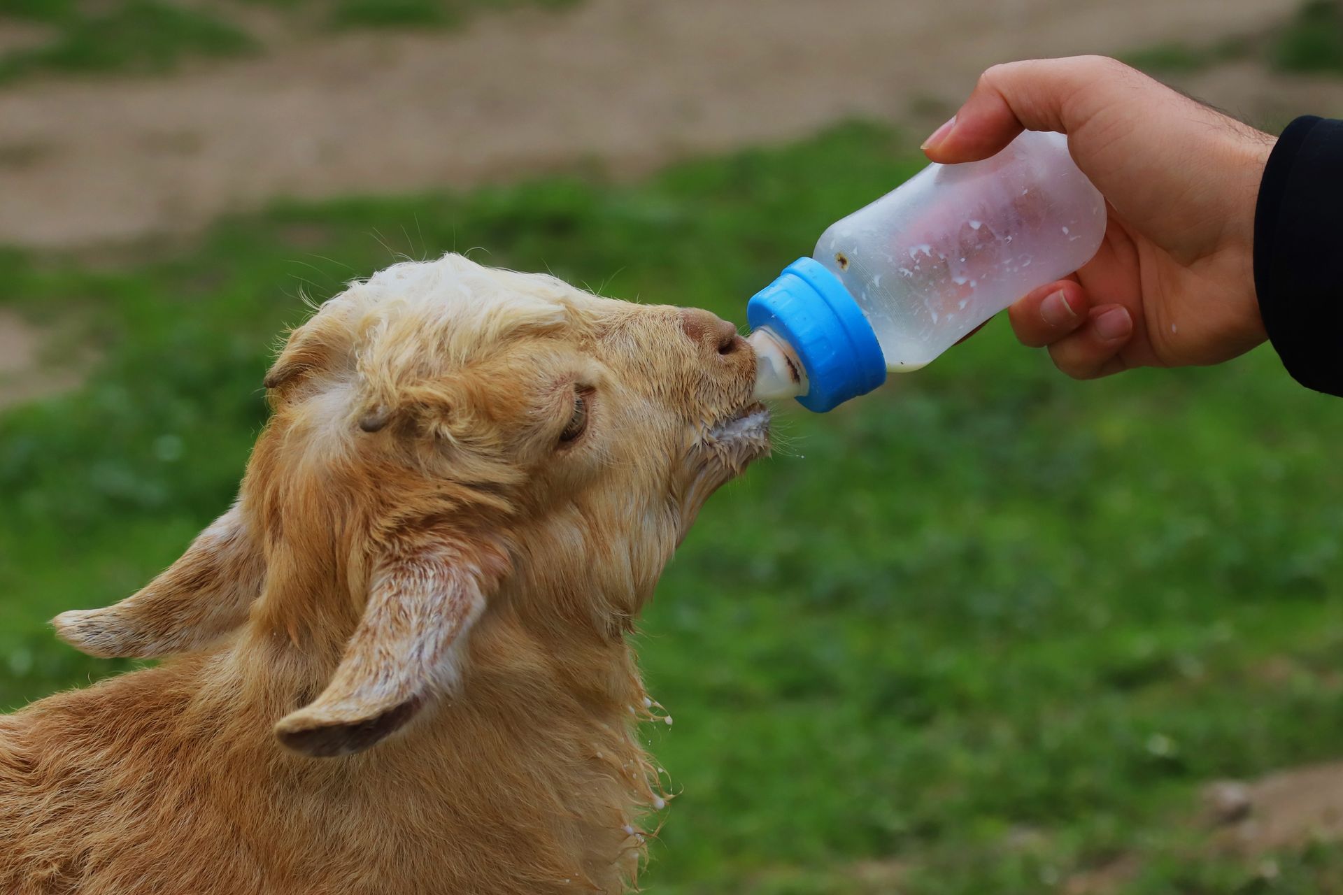 Goat drinking milk from a bottle held by a hand outdoors on grass