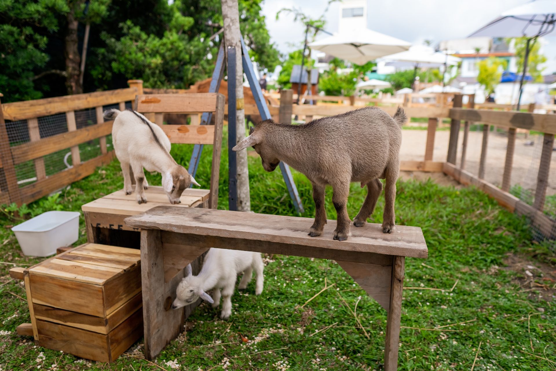 Two goats on a wooden table and one beneath it in a fenced outdoor farm area