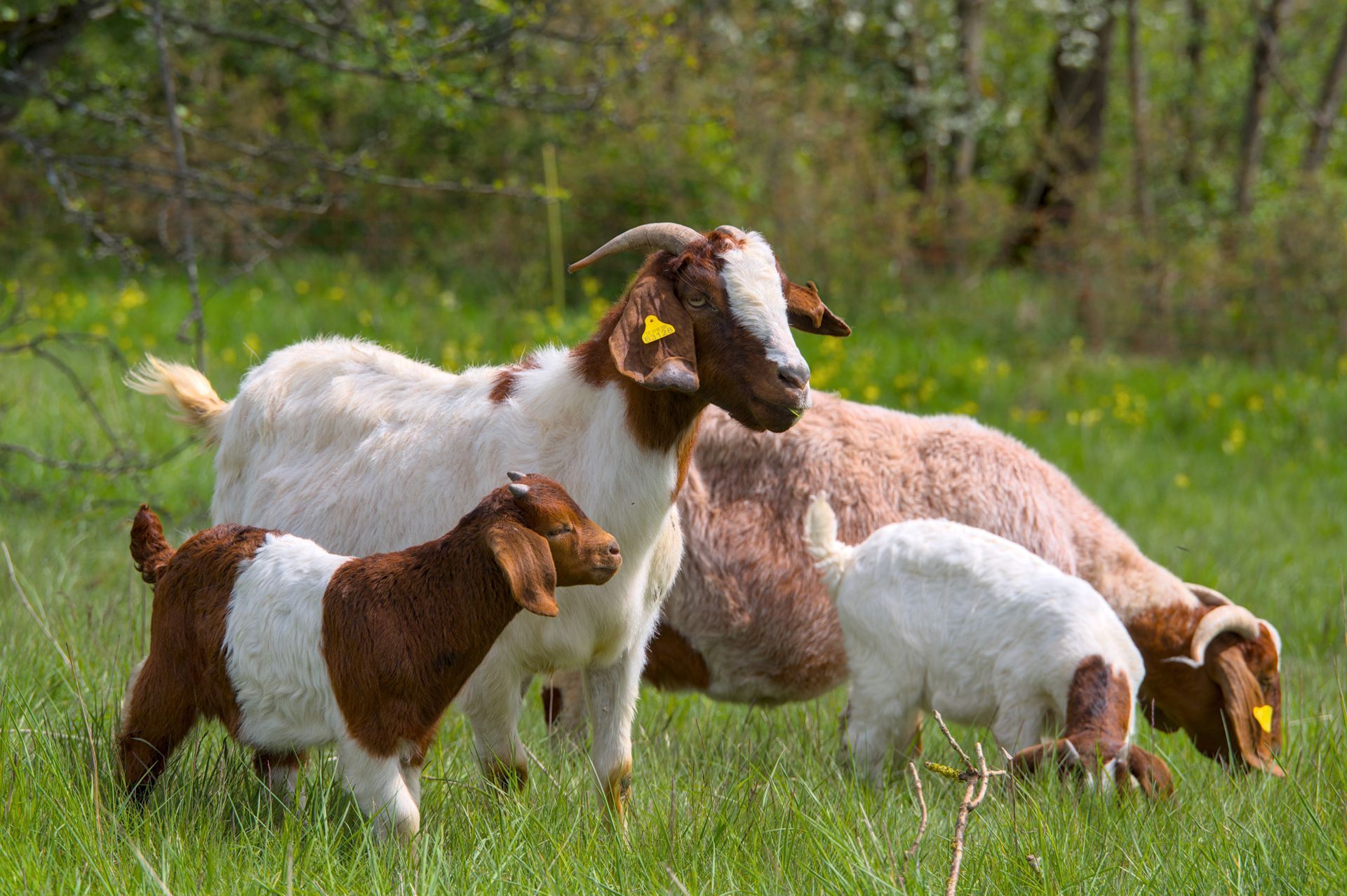 Goats grazing in a green grassy field, with one white-and-brown goat in the foreground