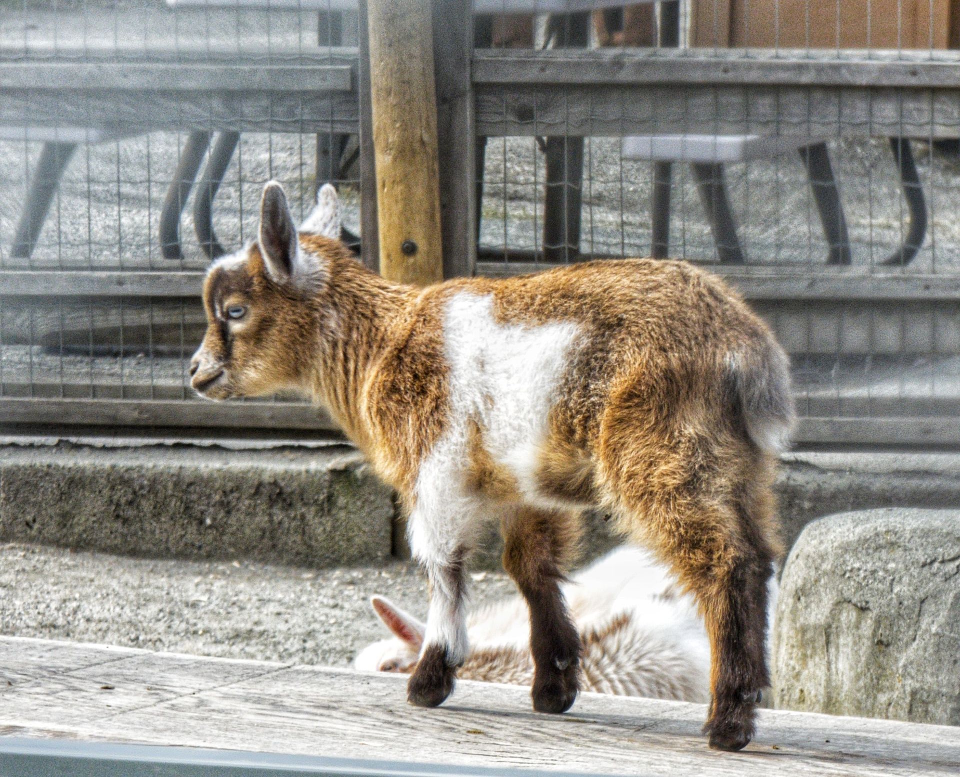 Goat standing on a concrete ledge beside a metal fence
