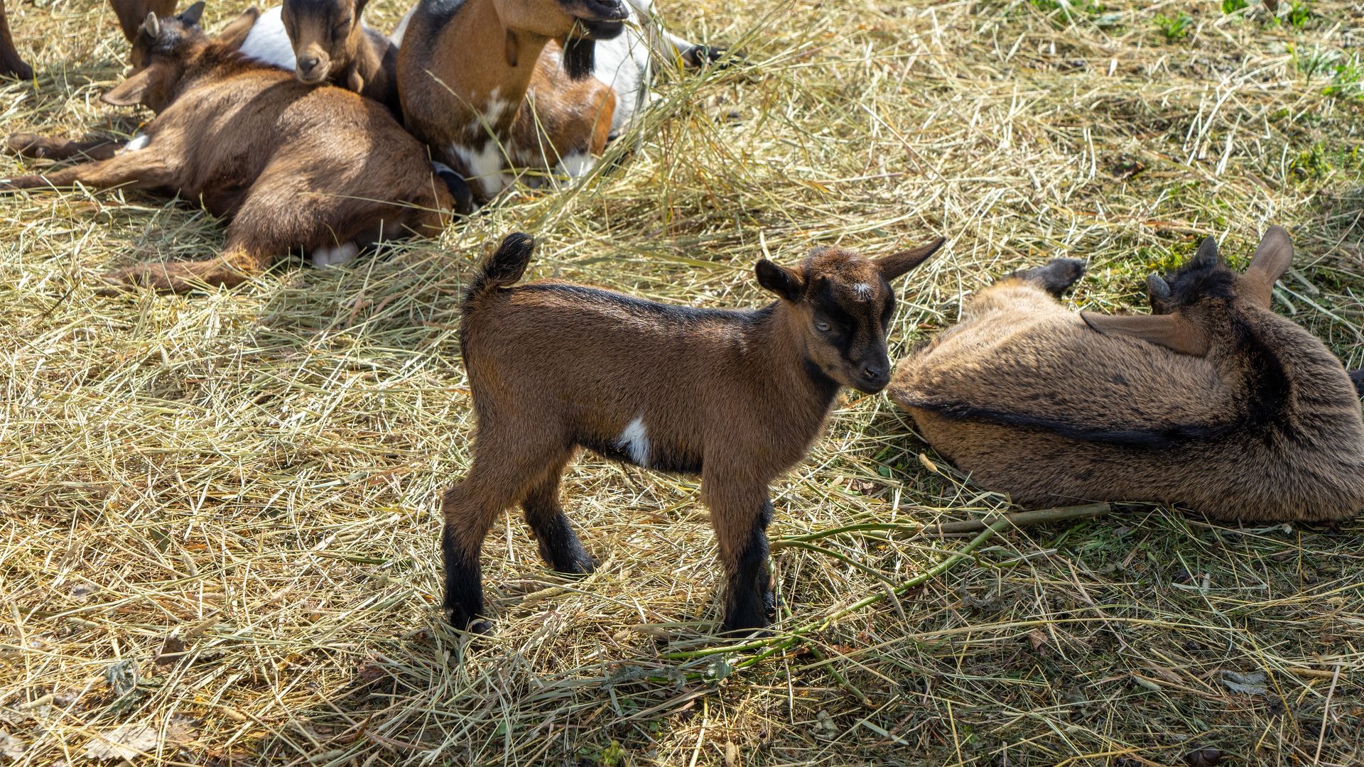 Several brown goats resting and standing on dry grass in a field