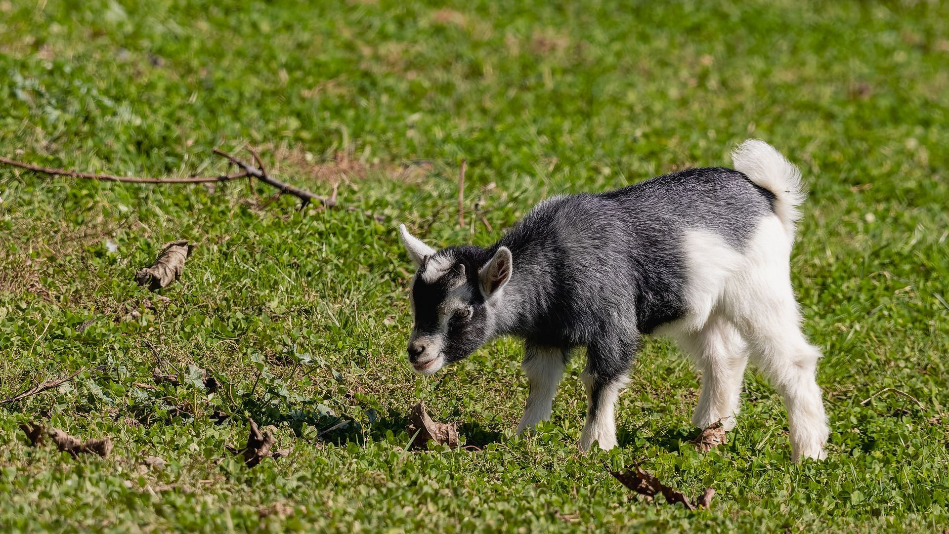 Small black-and-white goat grazing on grass in a sunny field
